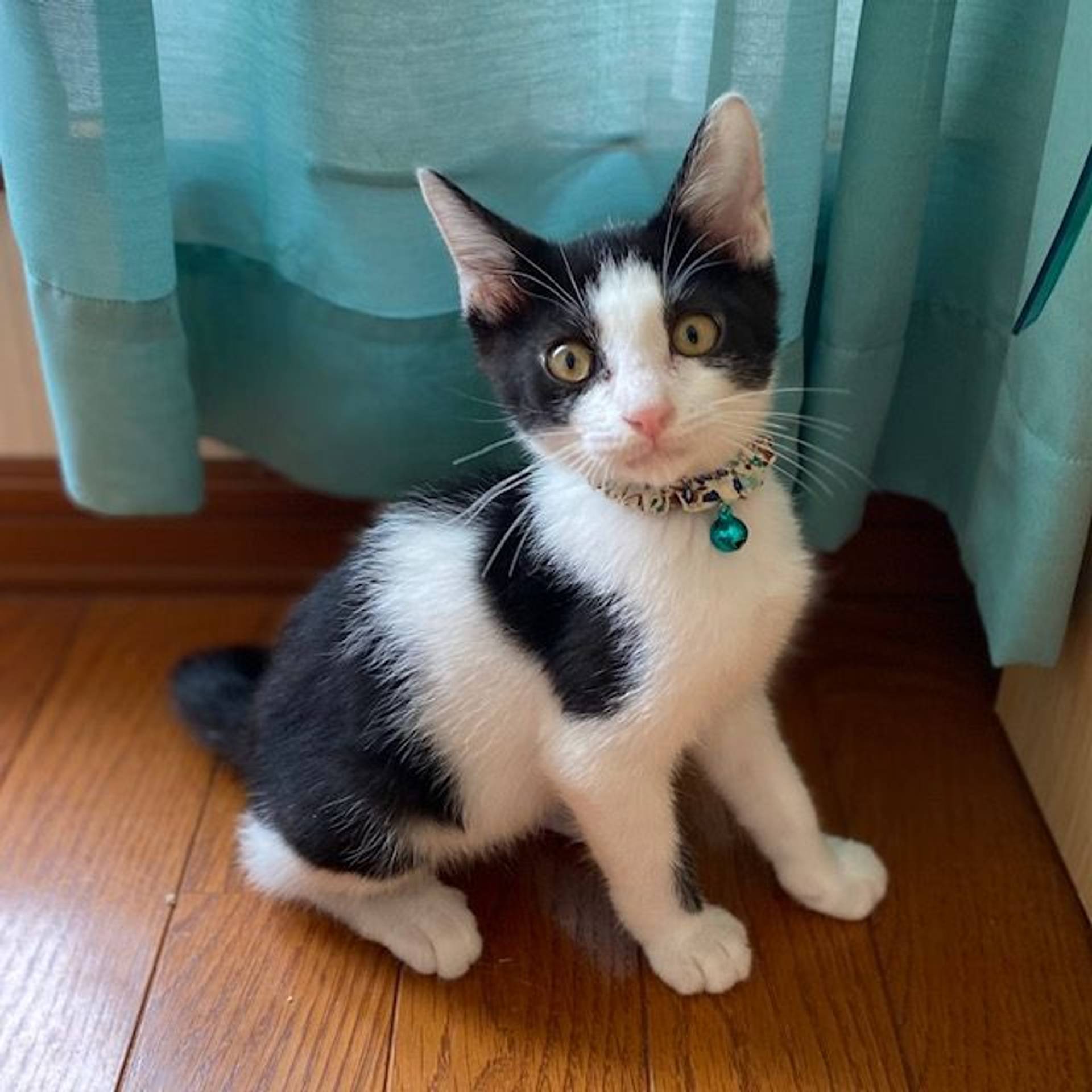 雑種（ミックス猫）・オスの里親募集の写真
