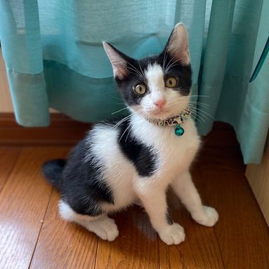 豆太くん★7/18(月祝)ミャオねこ譲渡会で会えますの写真
