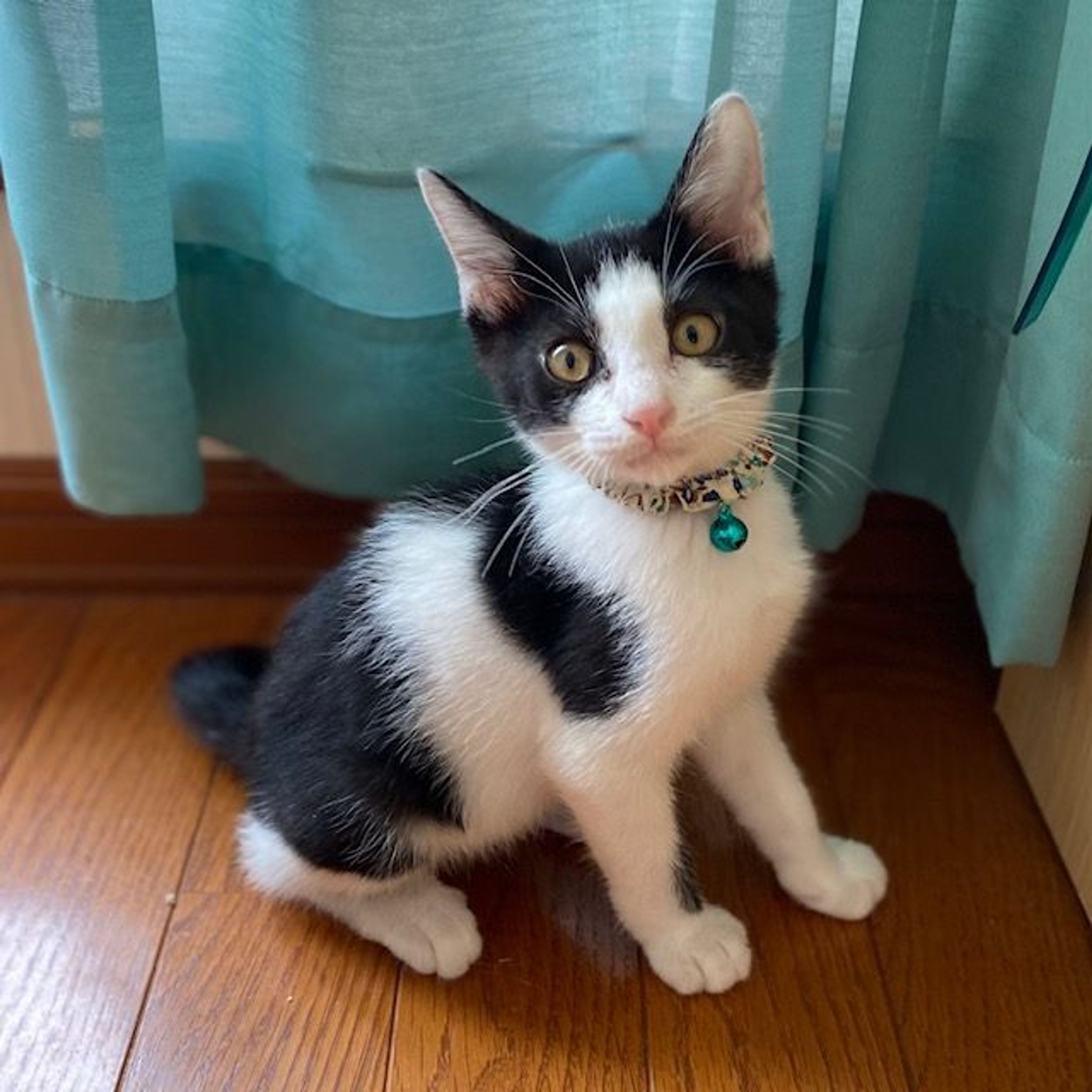 雑種（ミックス猫）・オスの里親募集の写真