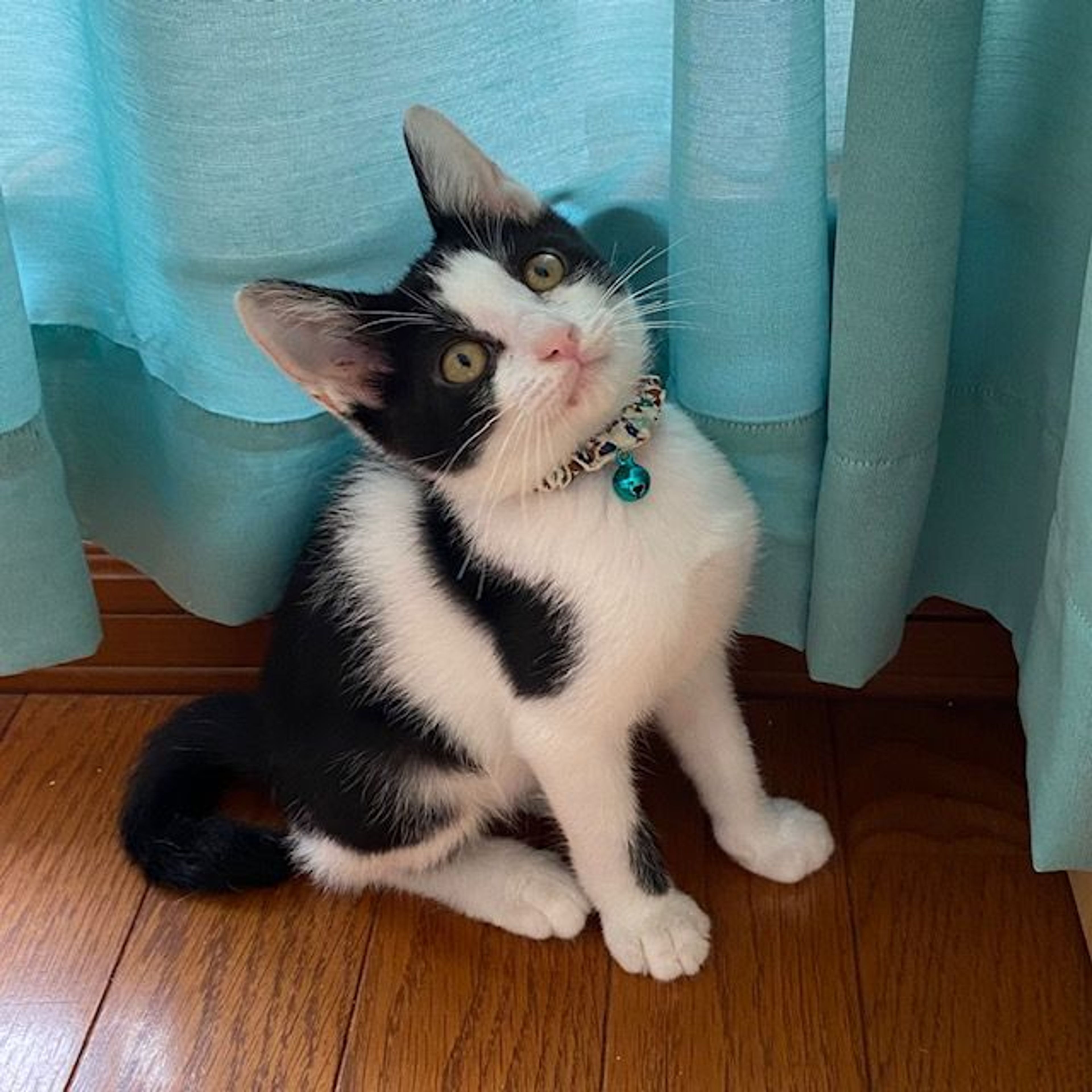 pet-image-2