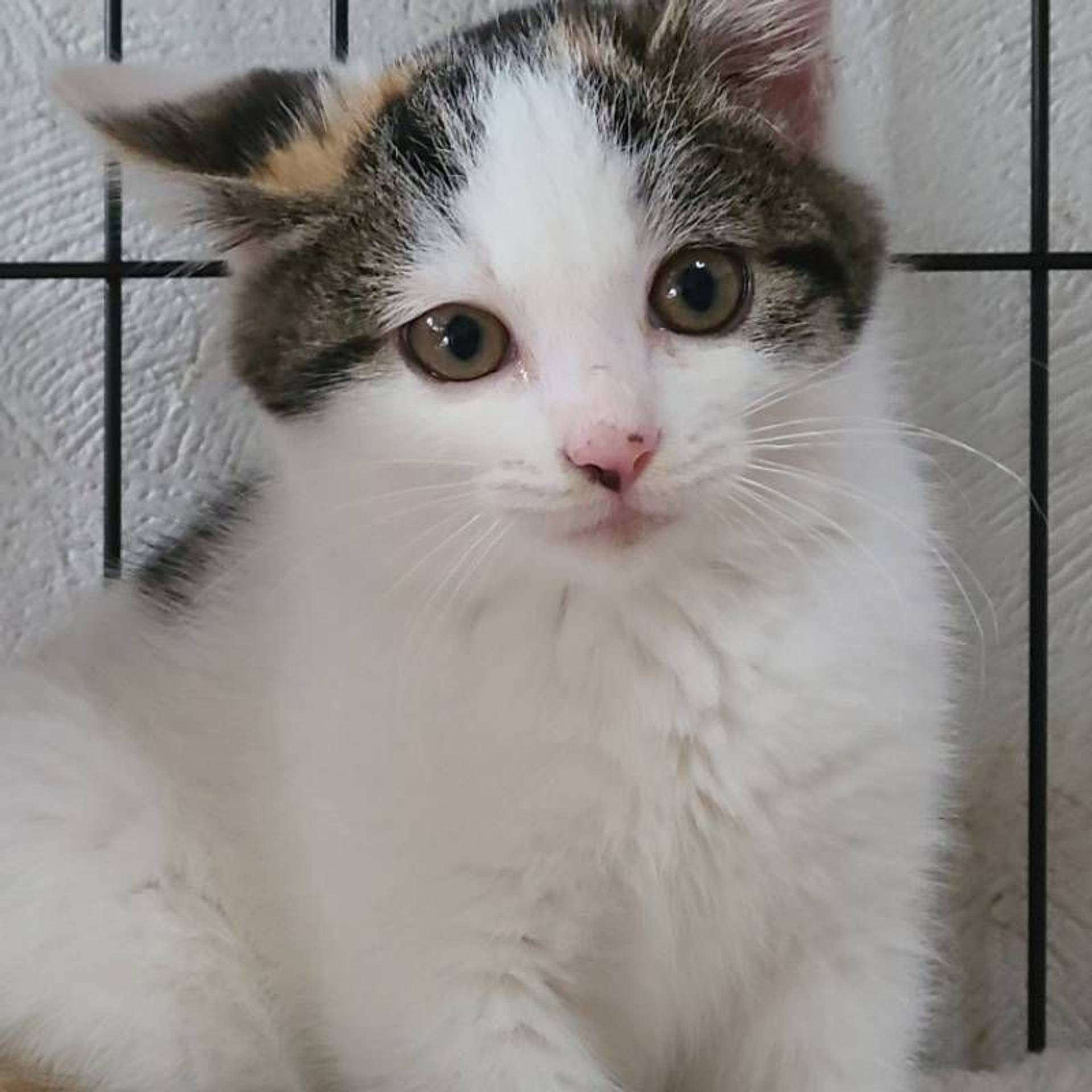 雑種（ミックス猫）・メスの里親募集の写真
