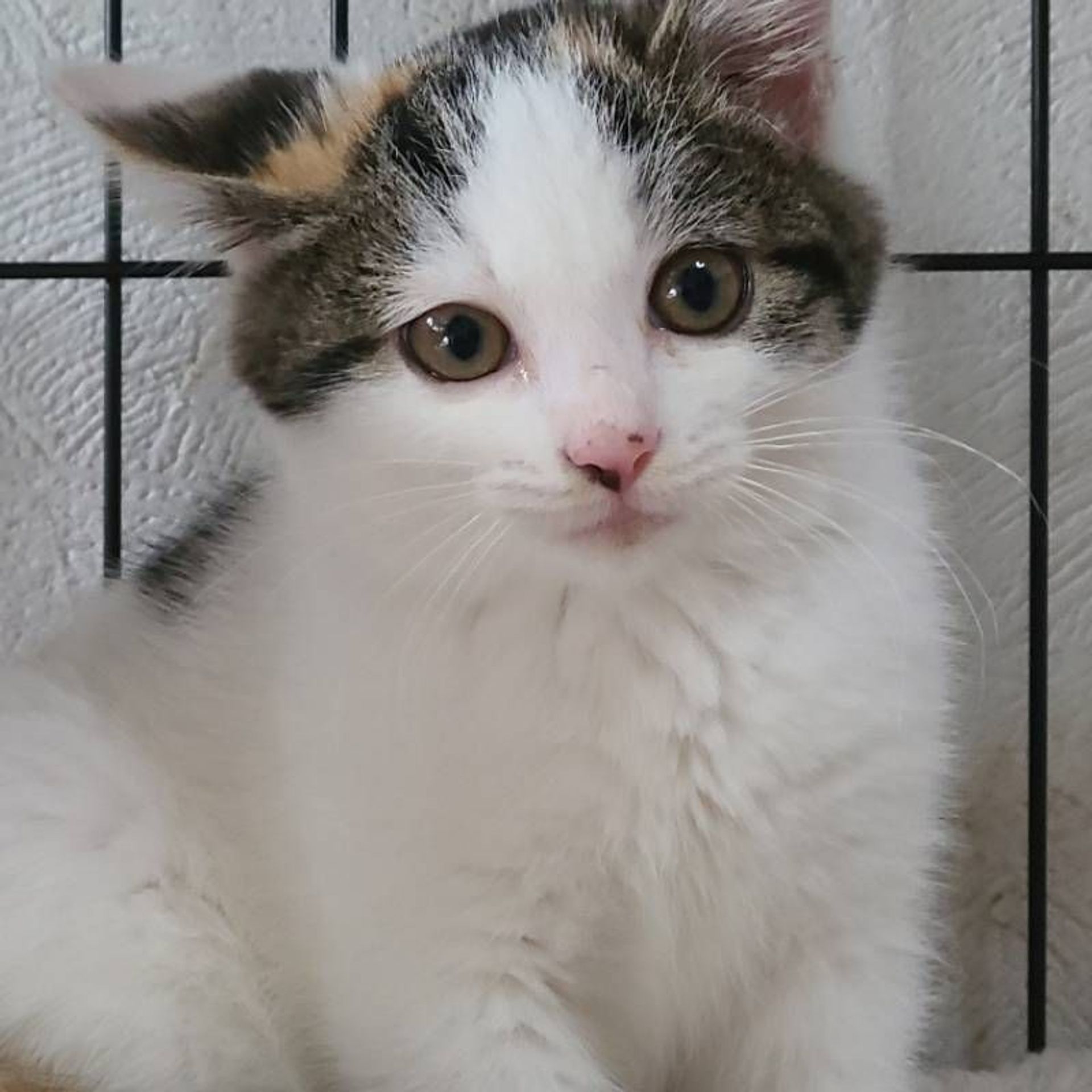 雑種（ミックス猫）・メスの里親募集の写真