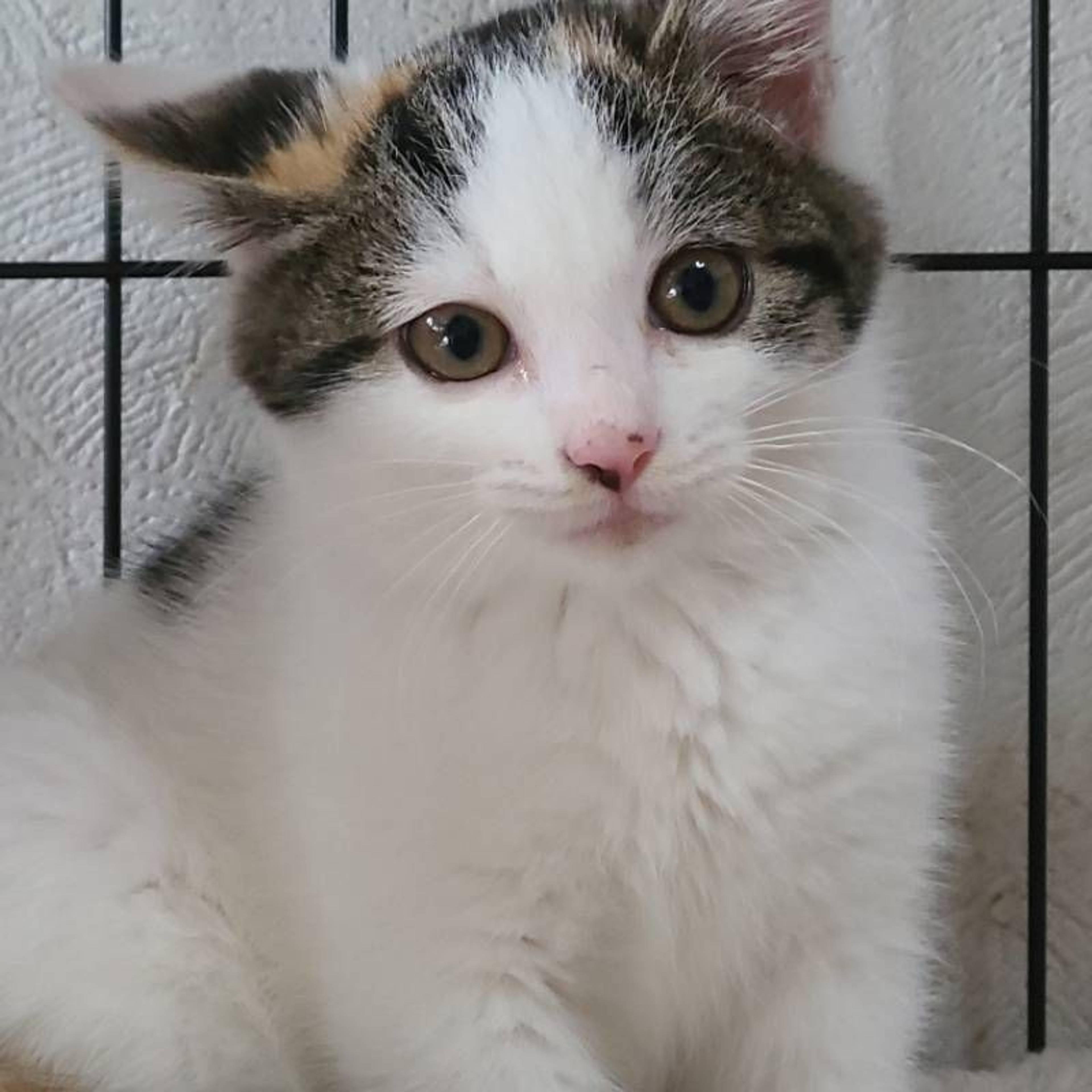 雑種（ミックス猫）・メスの里親募集の写真