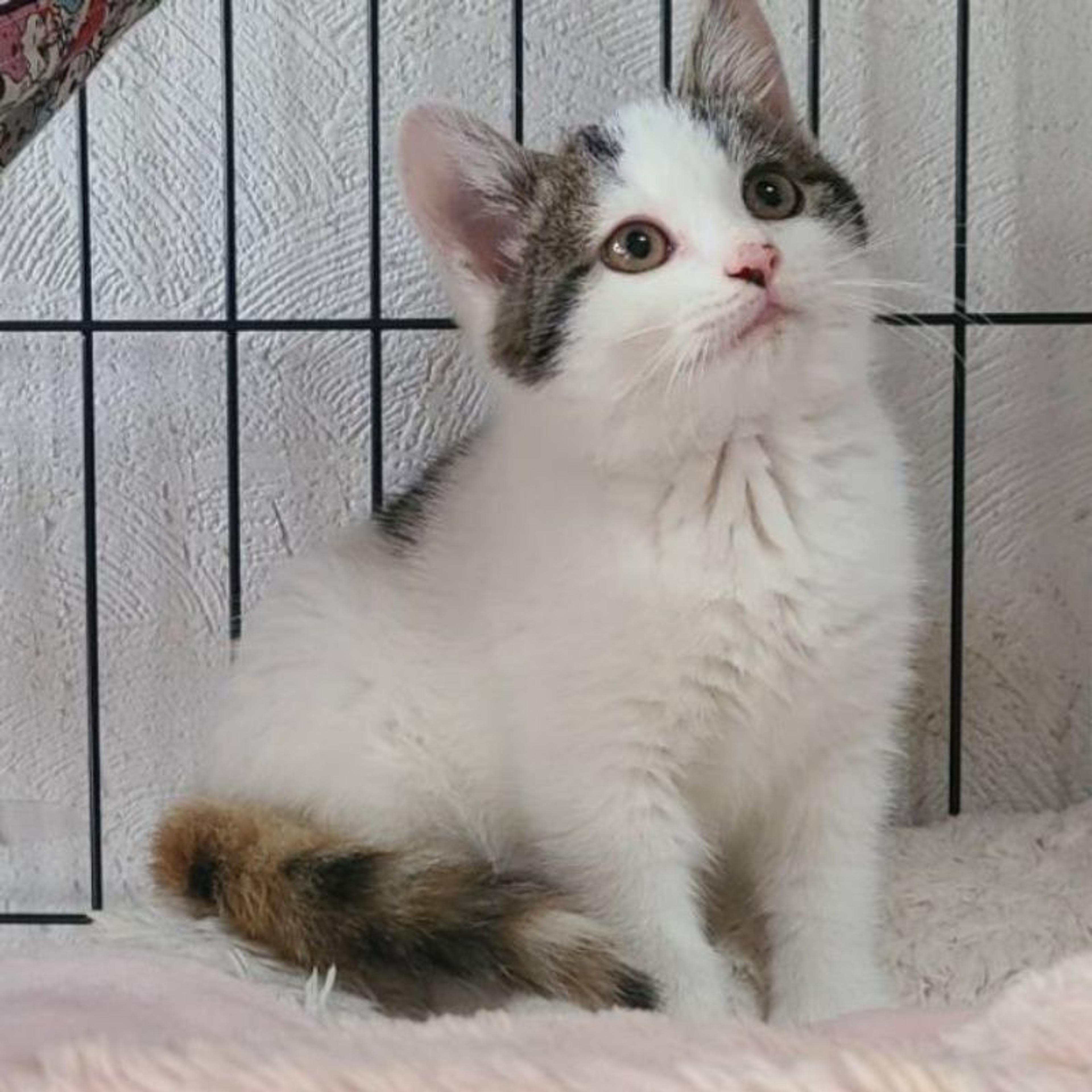 pet-image-2