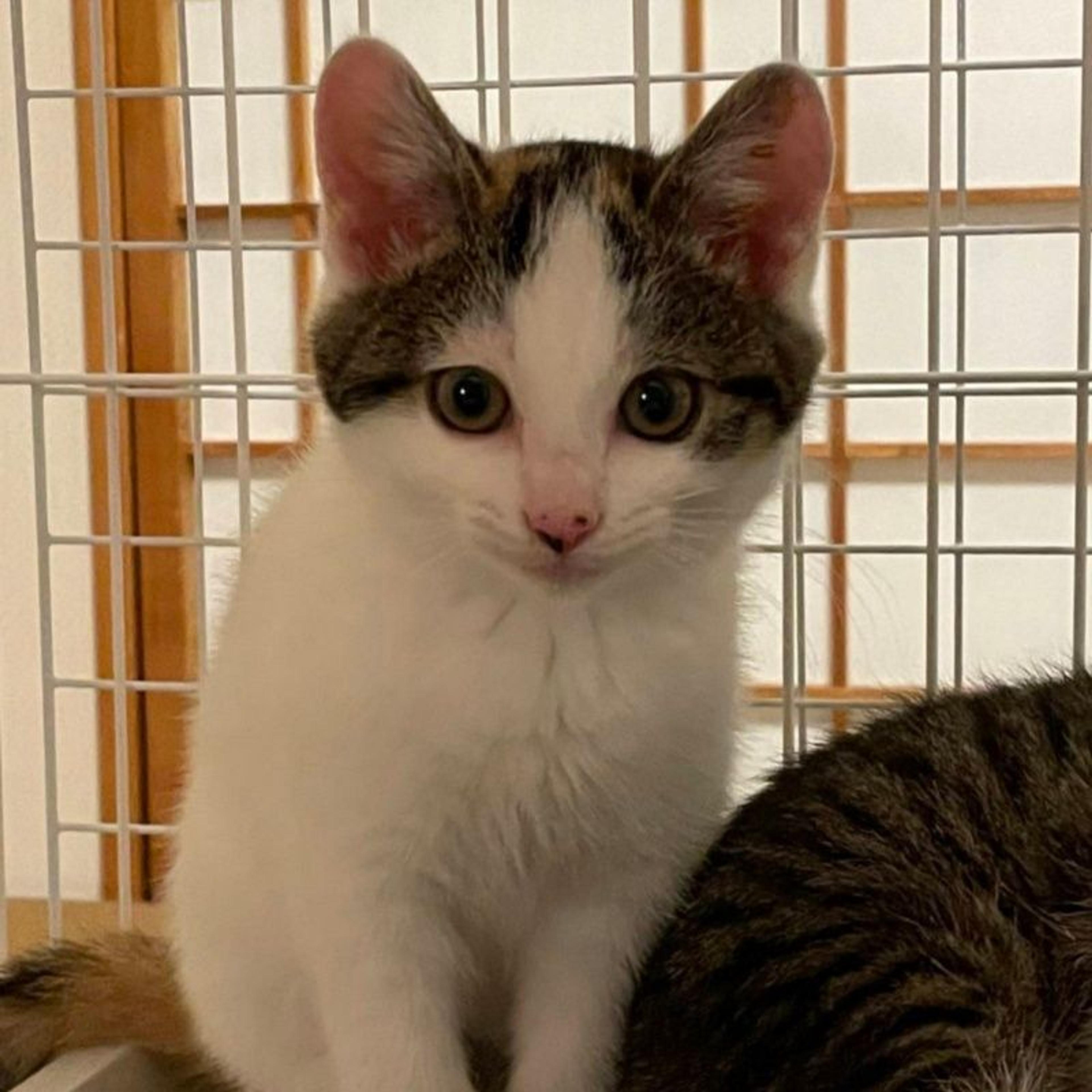 pet-image-3