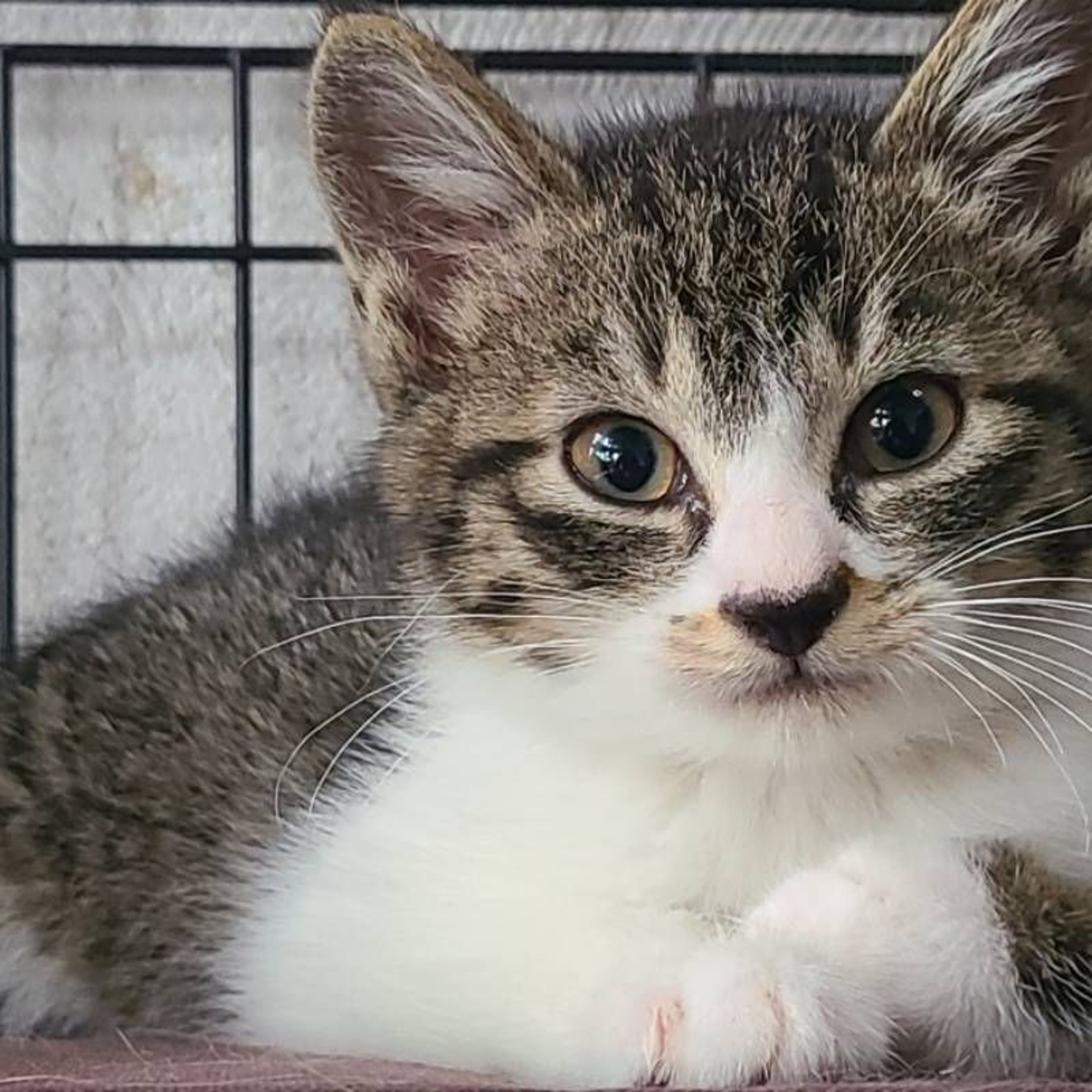 雑種（ミックス猫）・オスの里親募集の写真