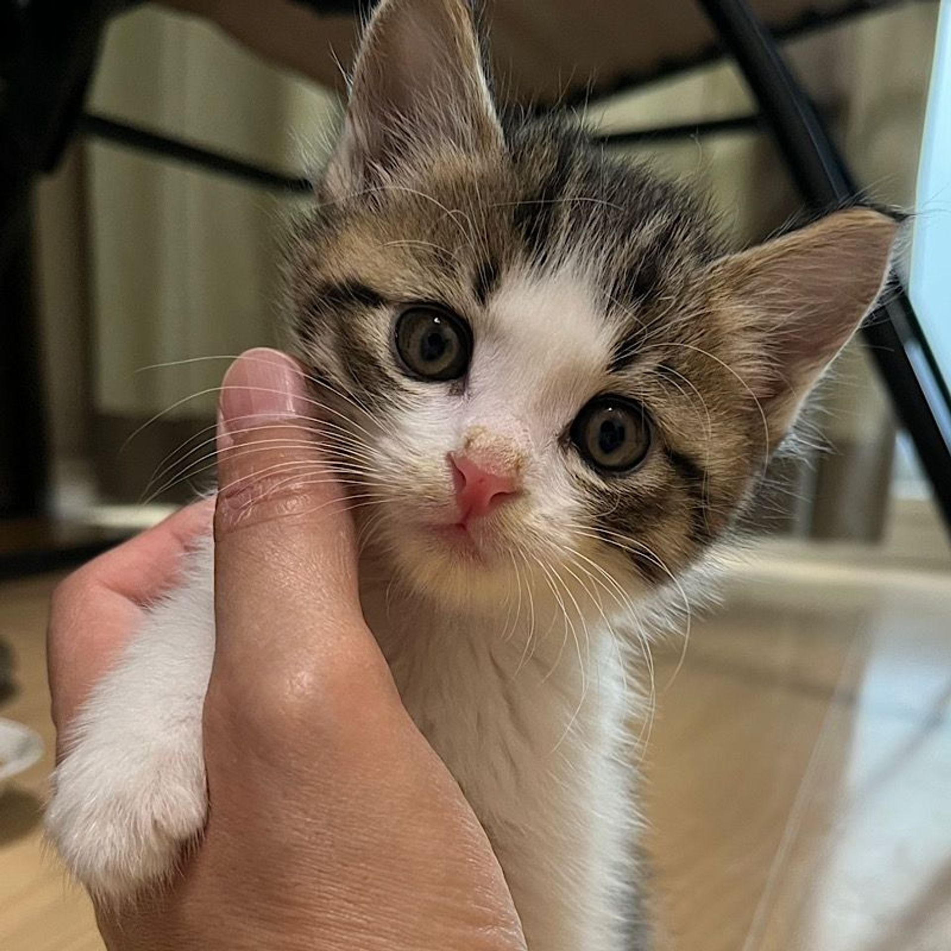 雑種（ミックス猫）・オスの里親募集の写真