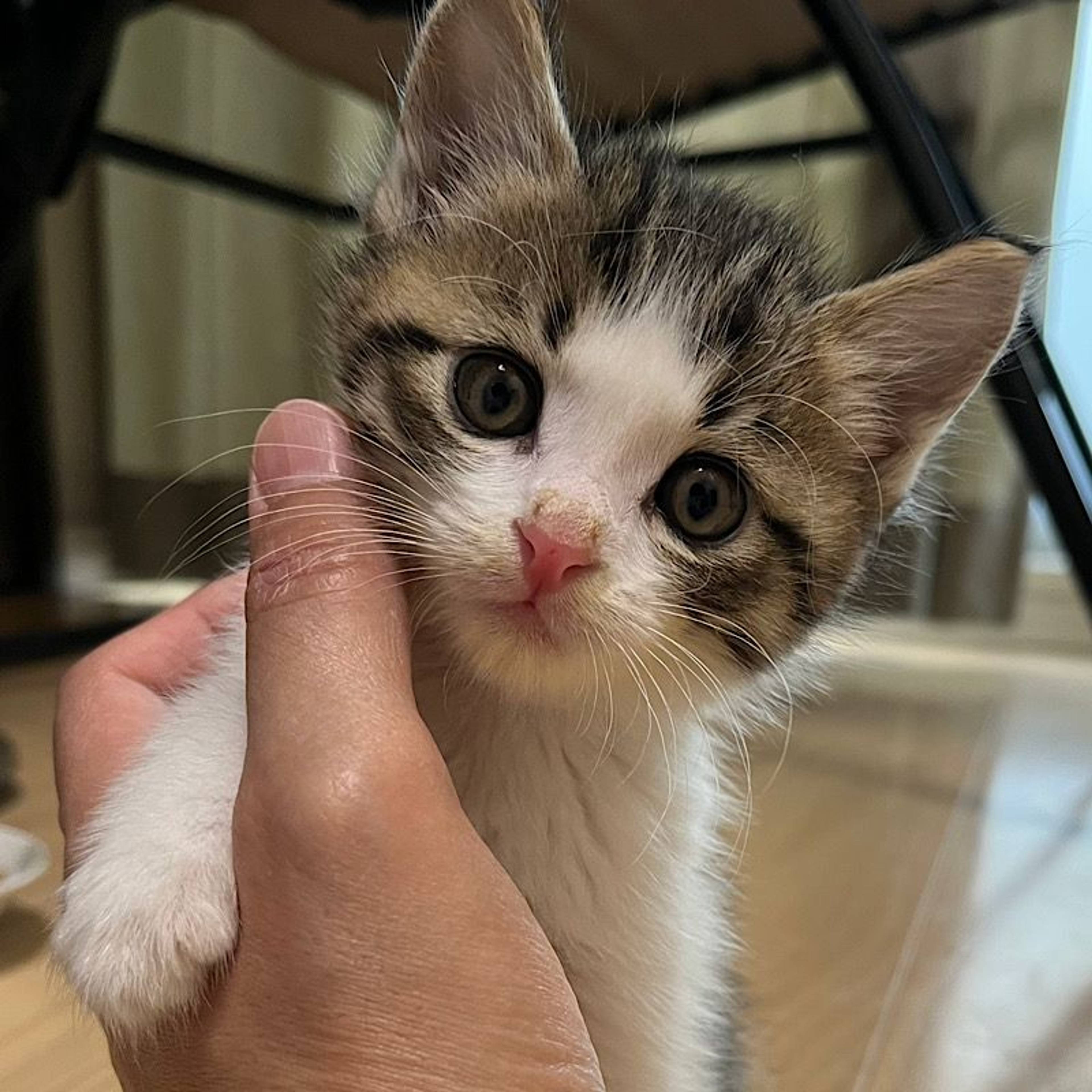 雑種（ミックス猫）・オスの里親募集の写真