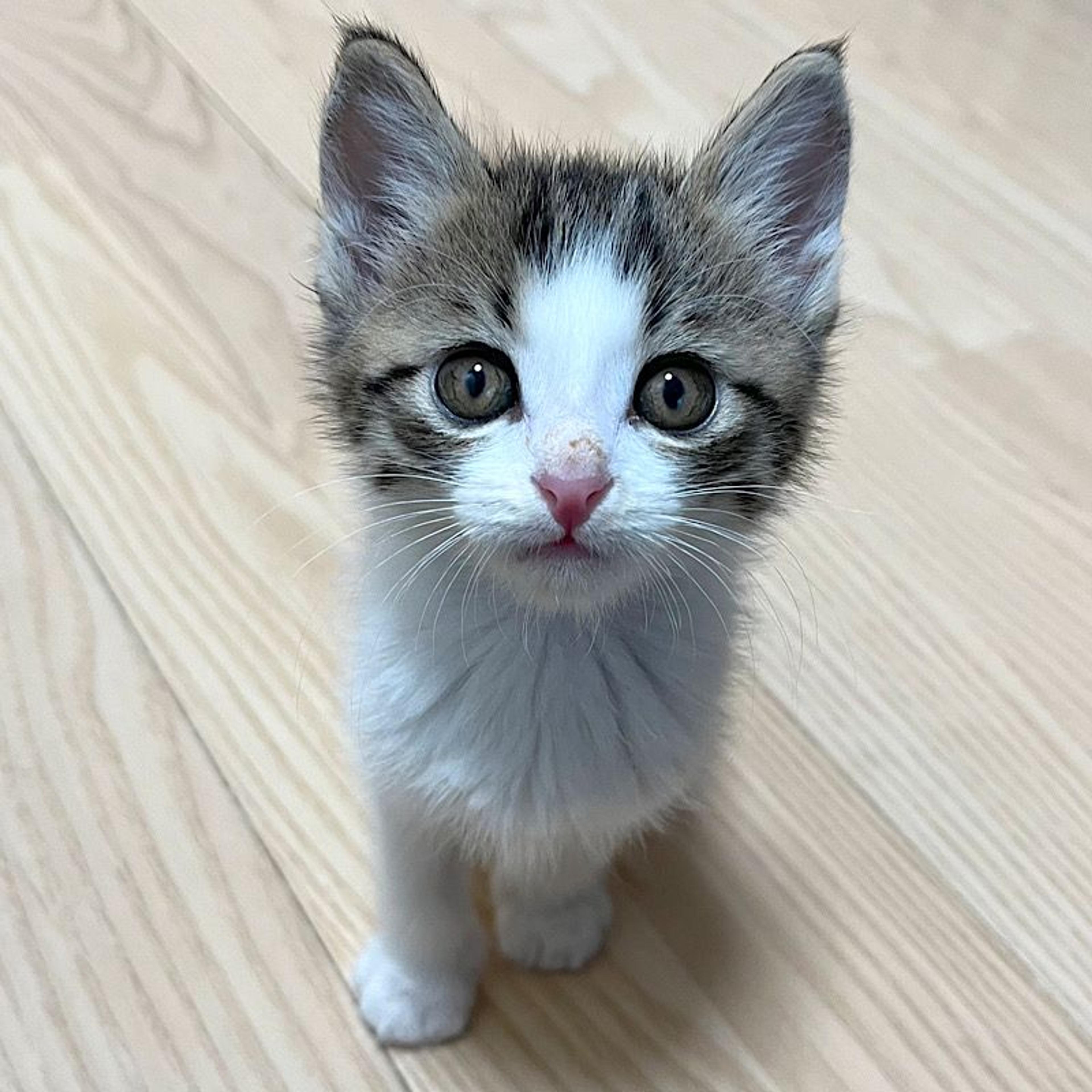 pet-image-3