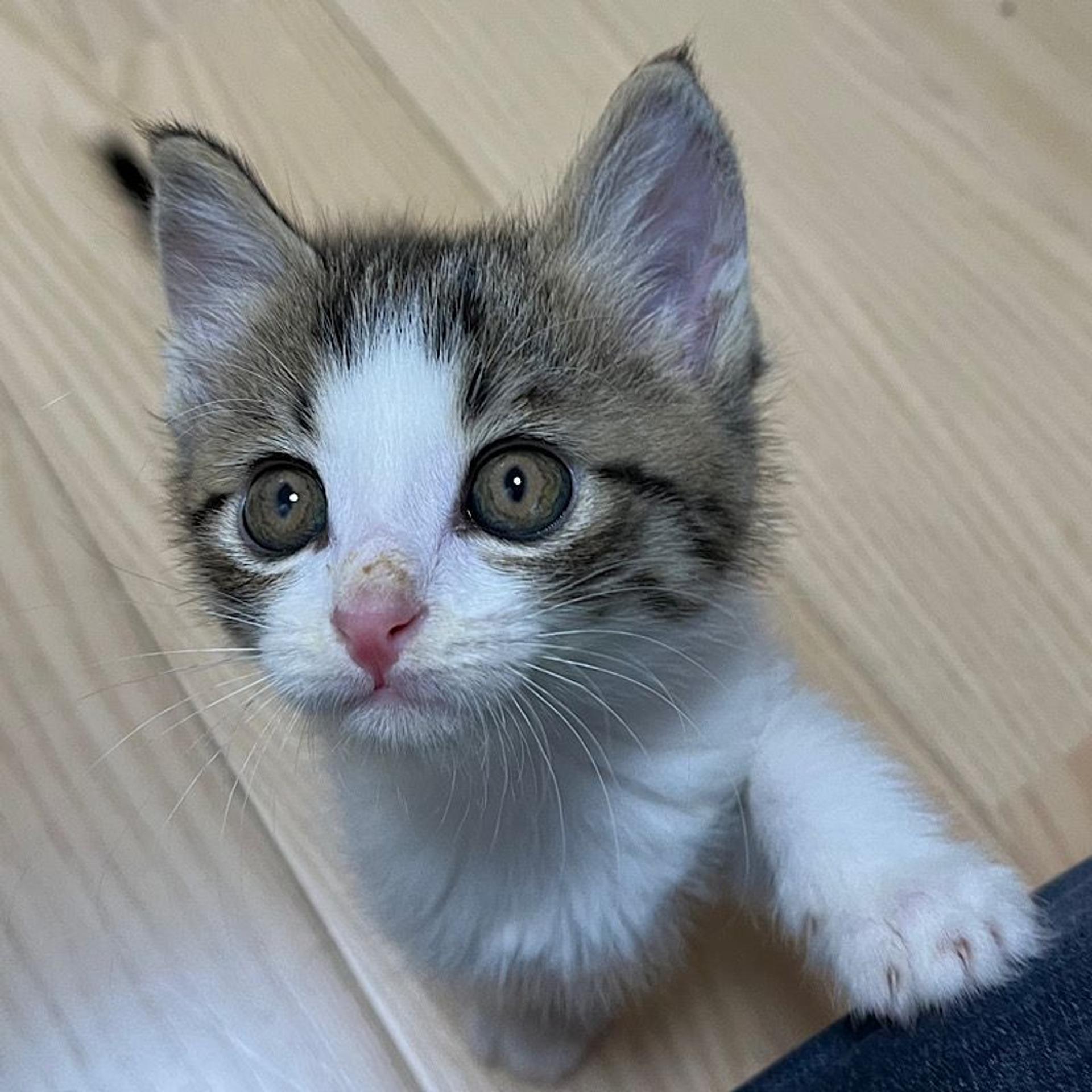 pet-image-4