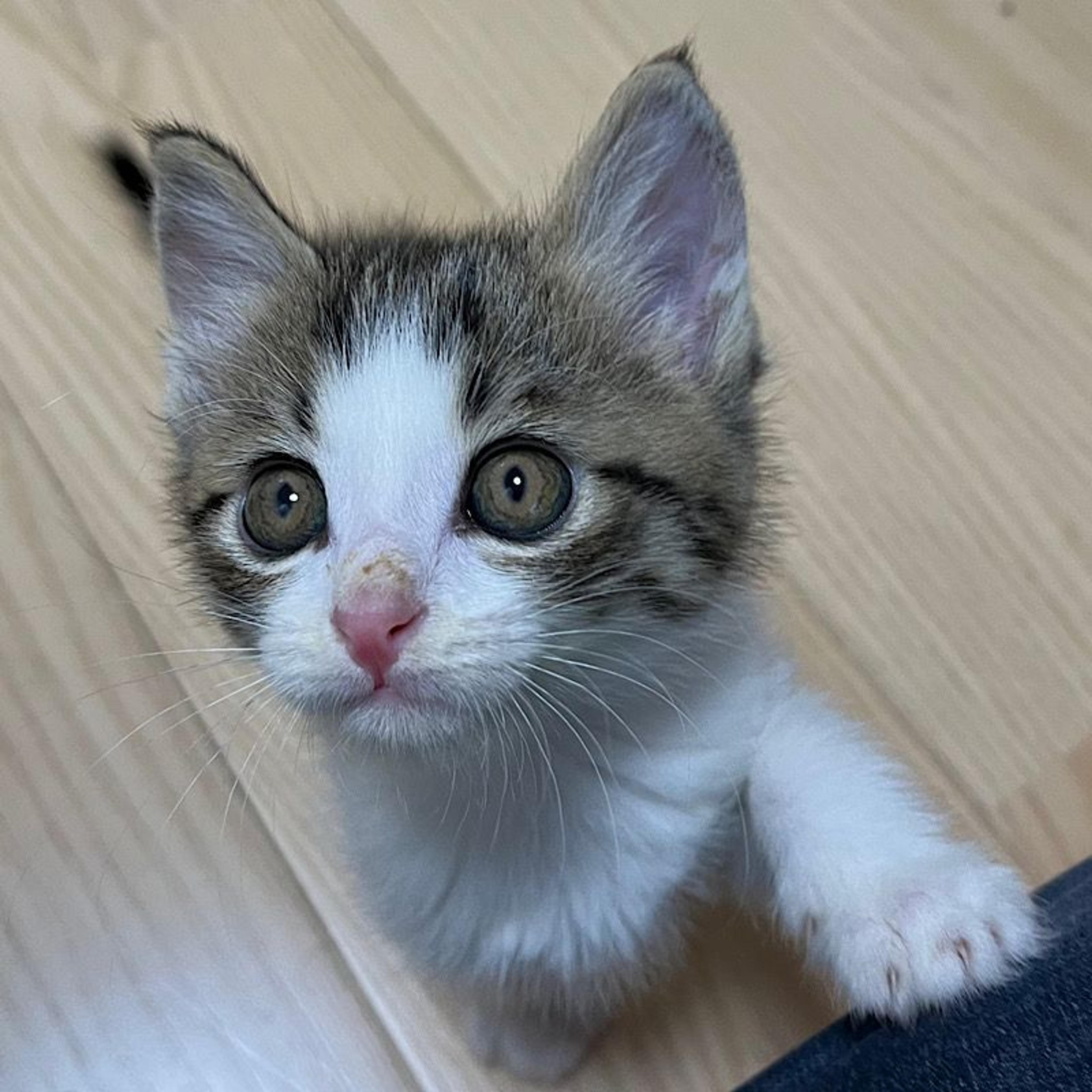 pet-image-4