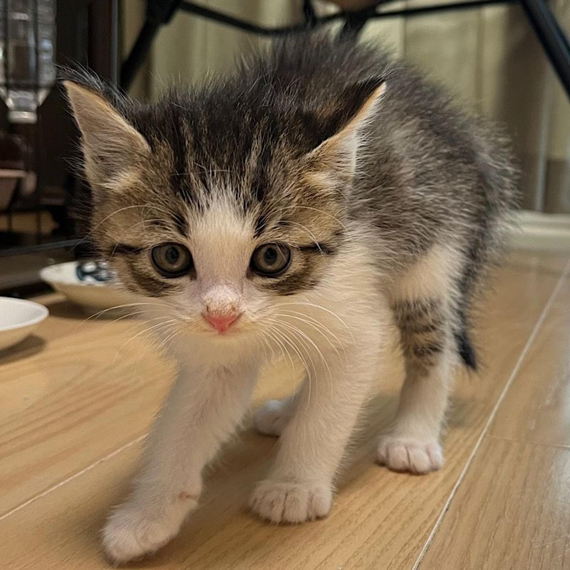 pet-image-5