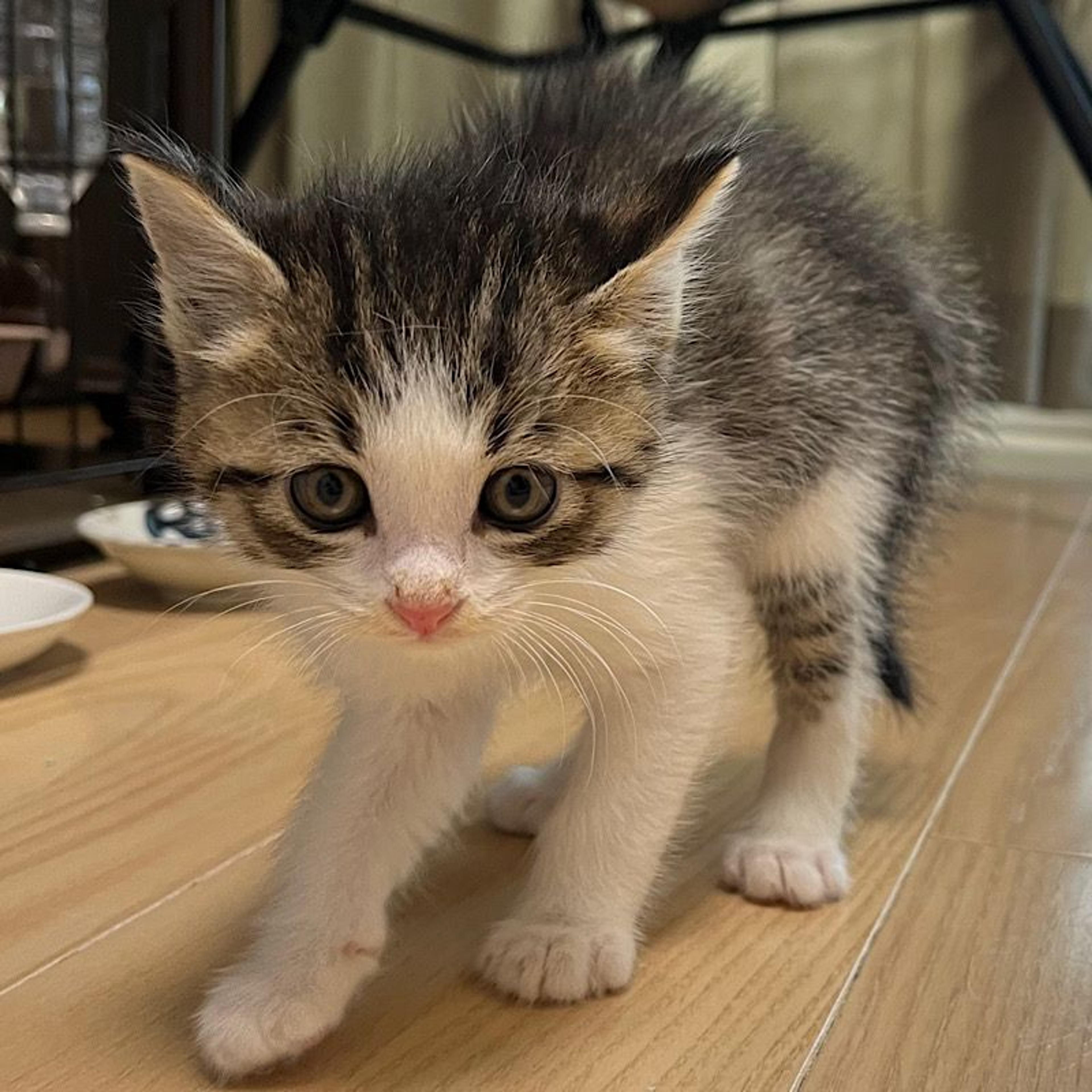pet-image-5