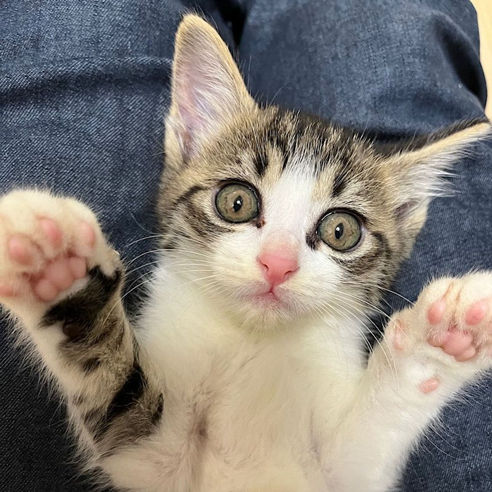 雑種（ミックス猫）・メスの里親募集の写真