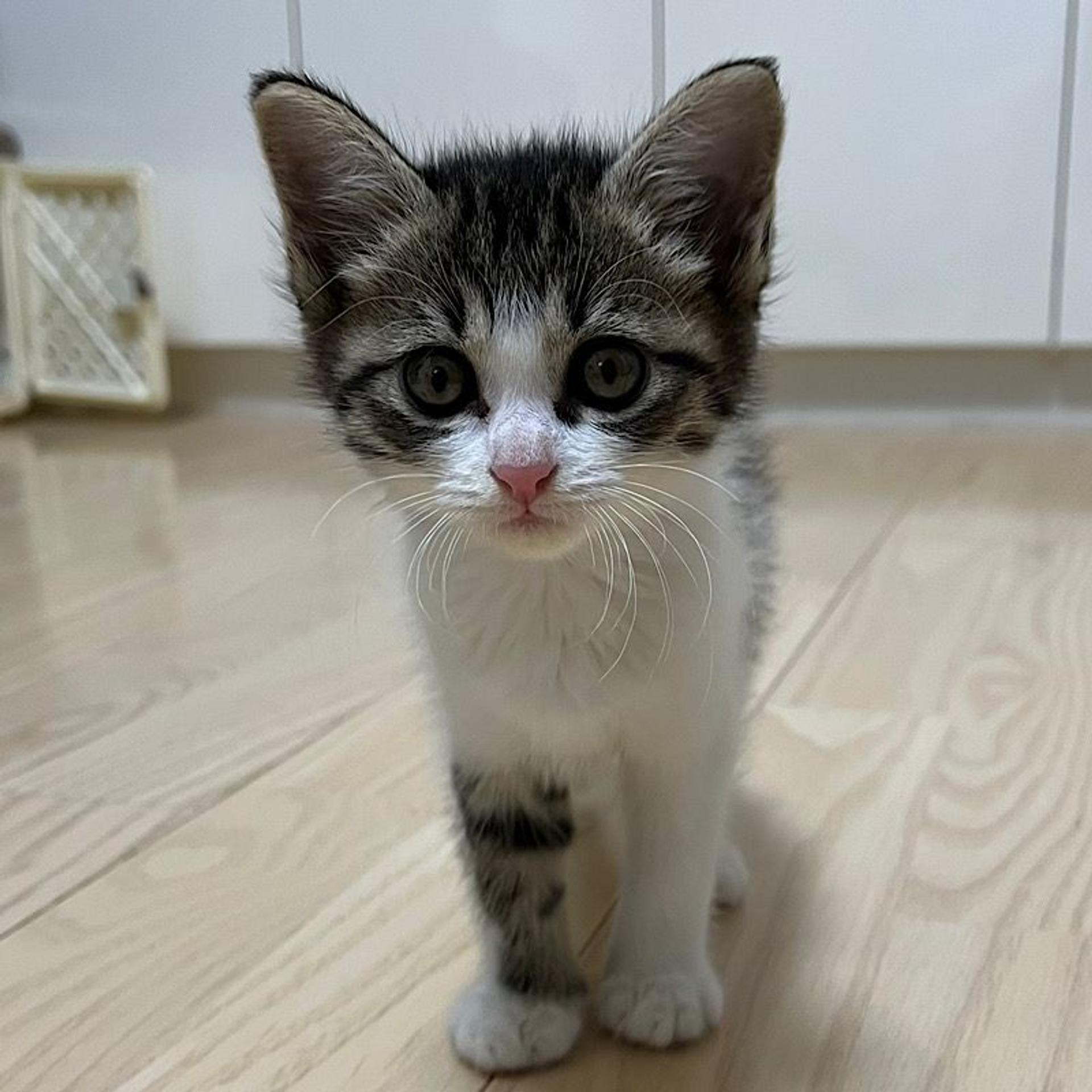 pet-image-2