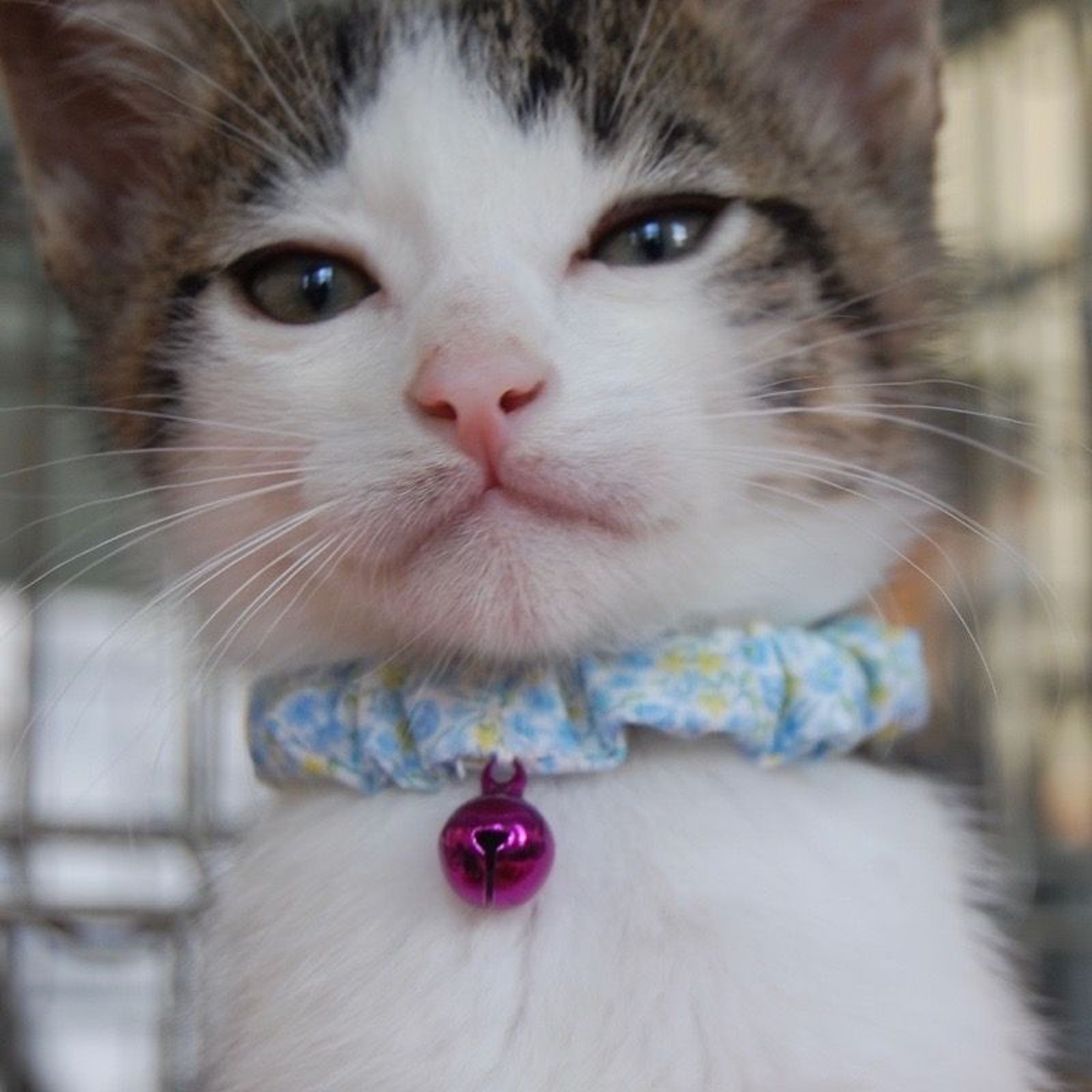 pet-image-6