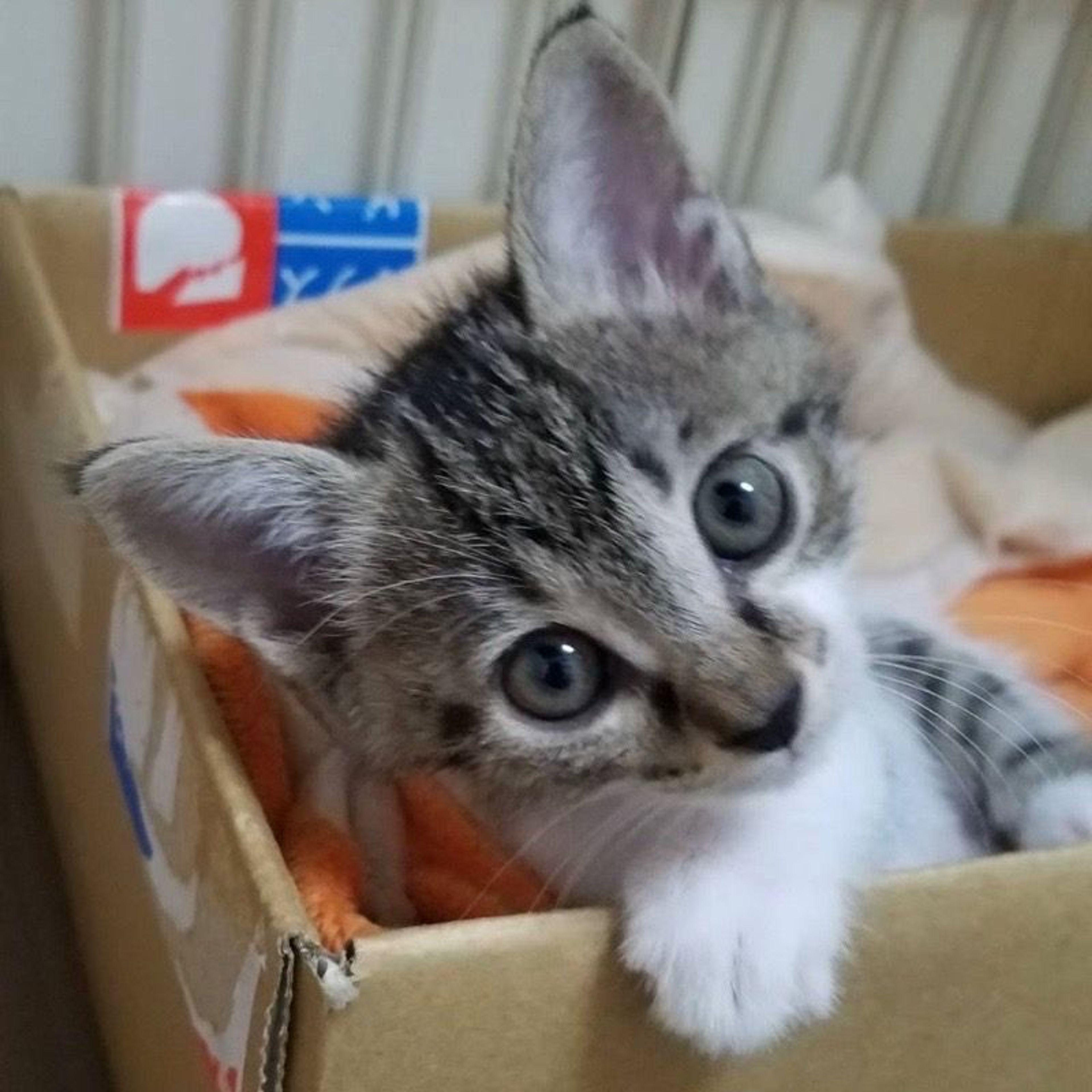 pet-image-4