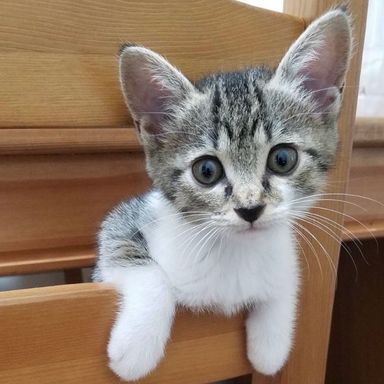 りりんちゃん★7/18(月祝)ミャオねこ譲渡会で会えますの写真