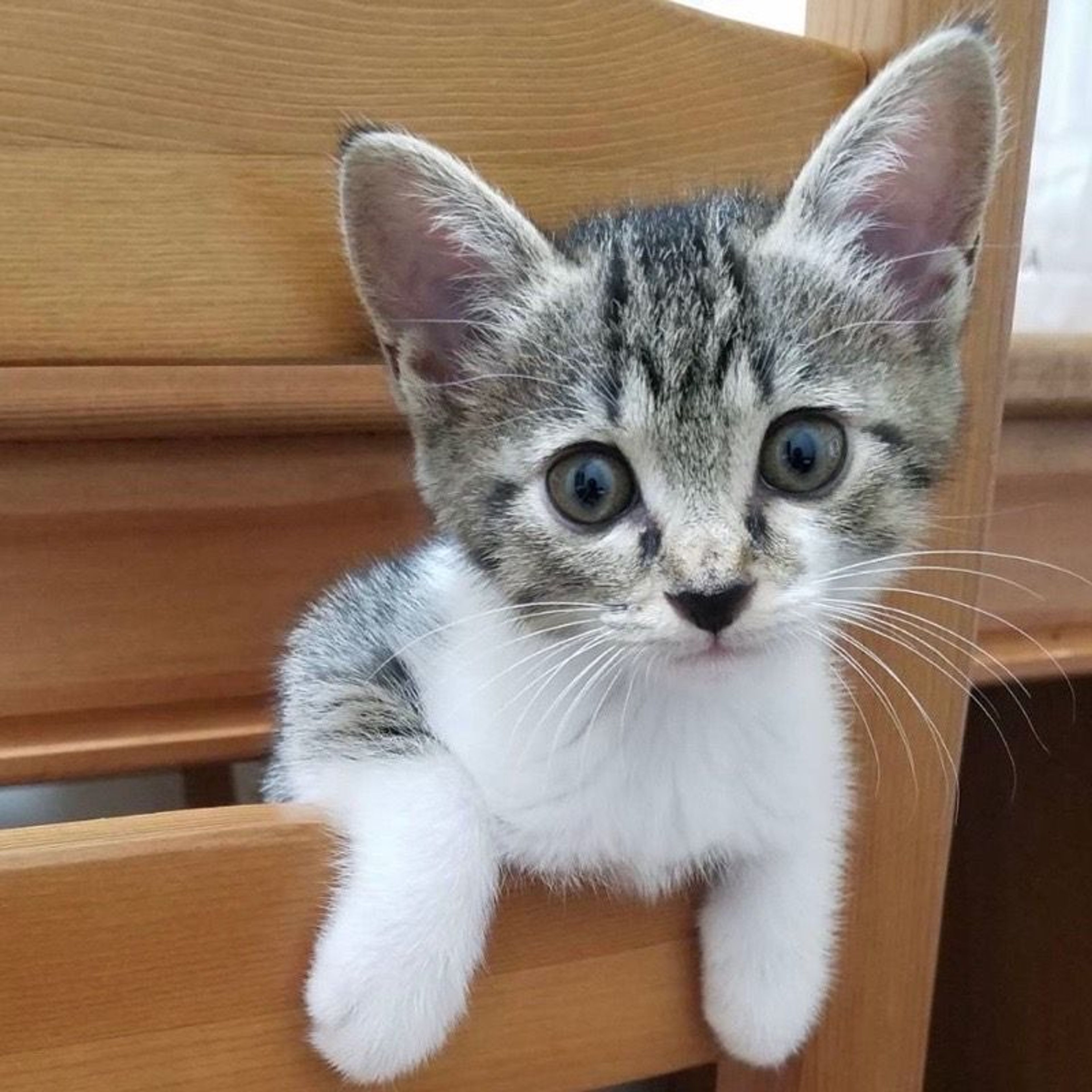 雑種（ミックス猫）・メスの里親募集の写真