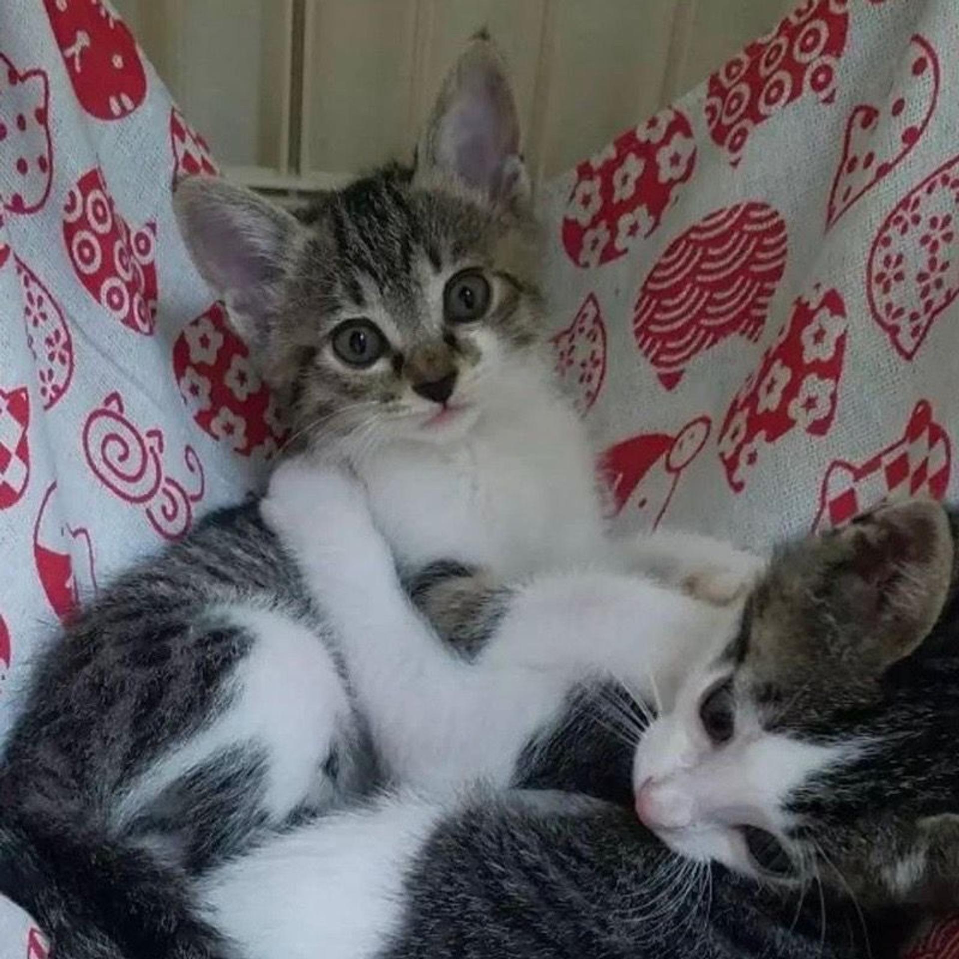 pet-image-3