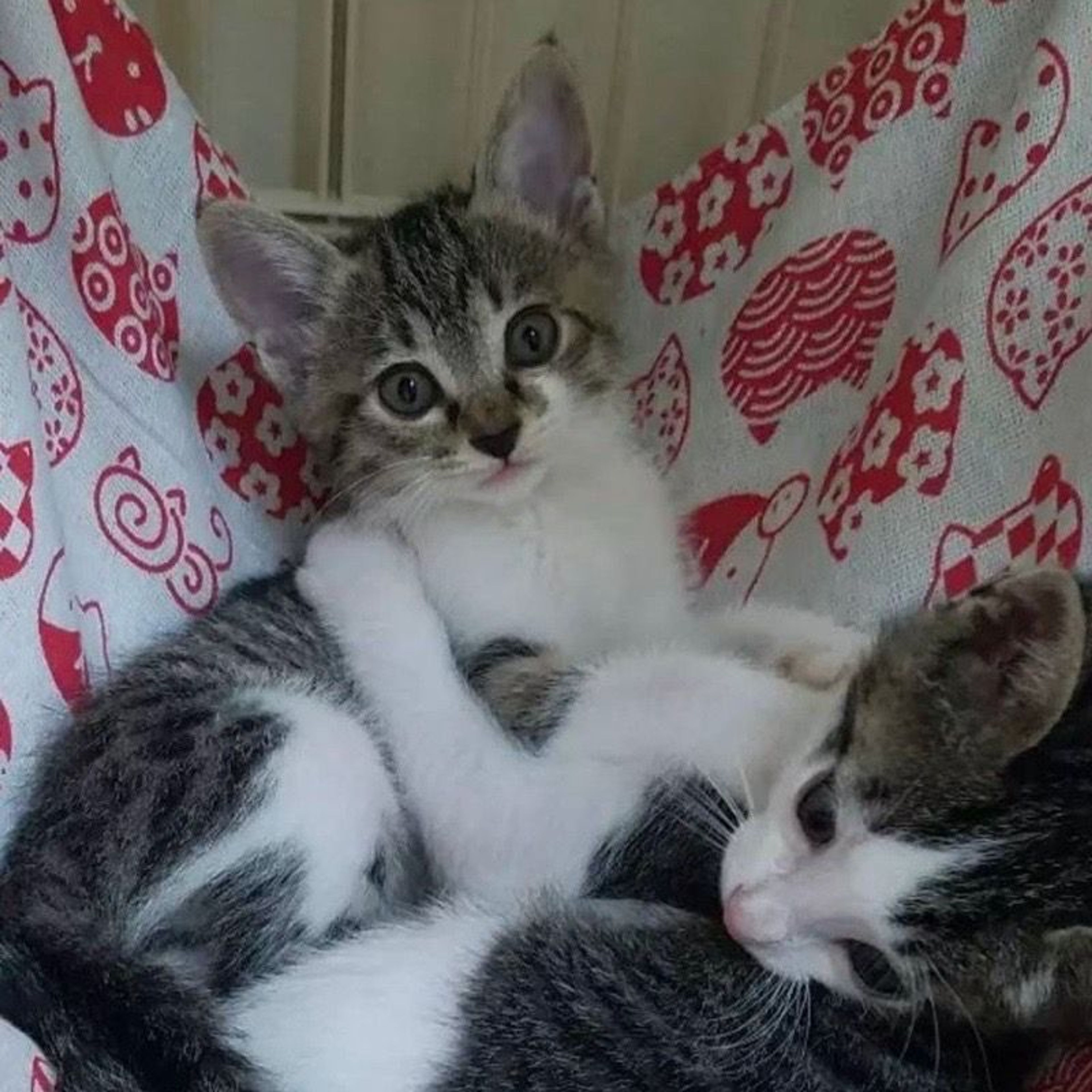 pet-image-3