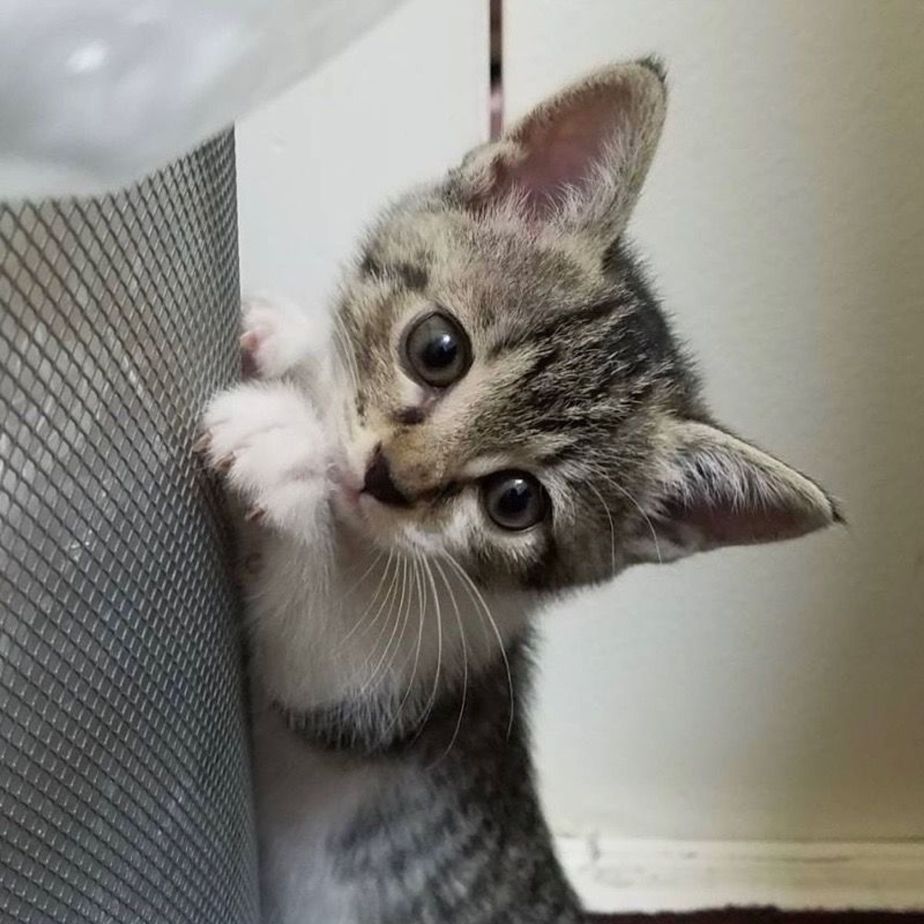 pet-image-8