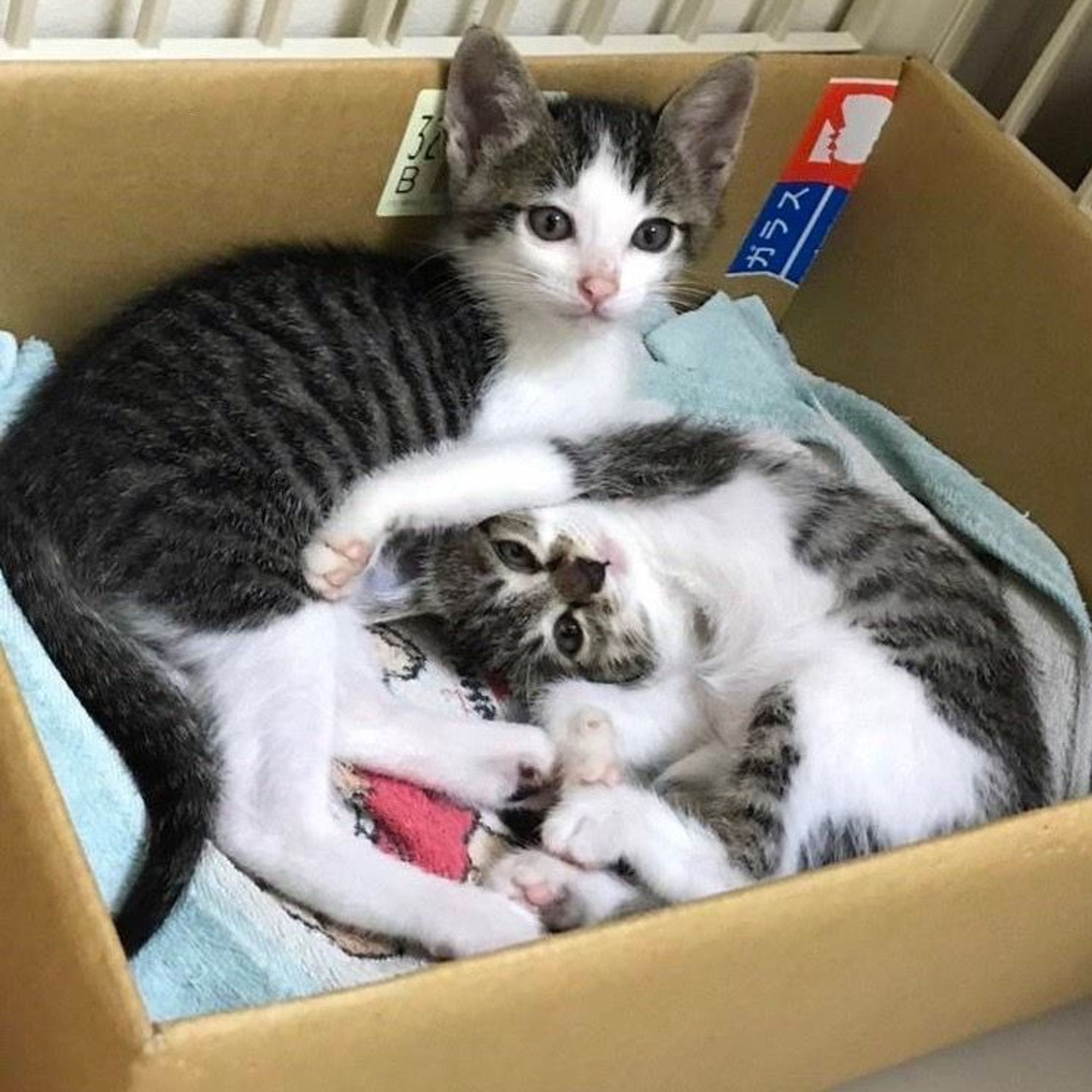 pet-image-9
