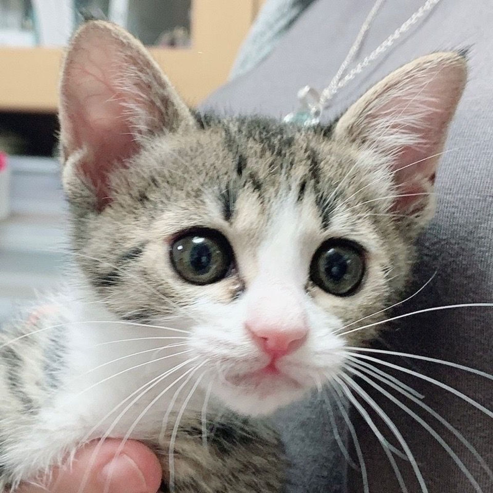 雑種（ミックス猫）・メスの里親募集の写真