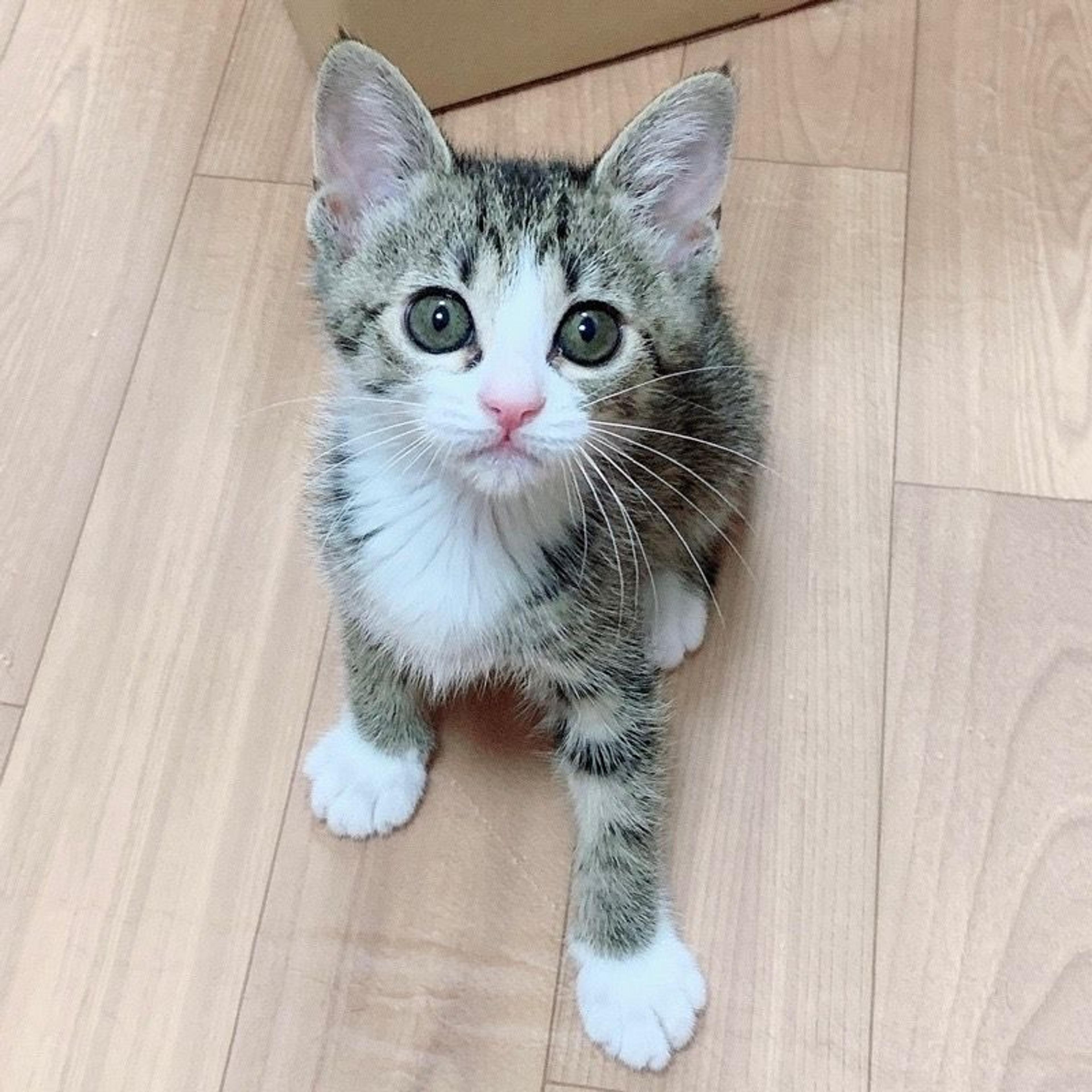 pet-image-3