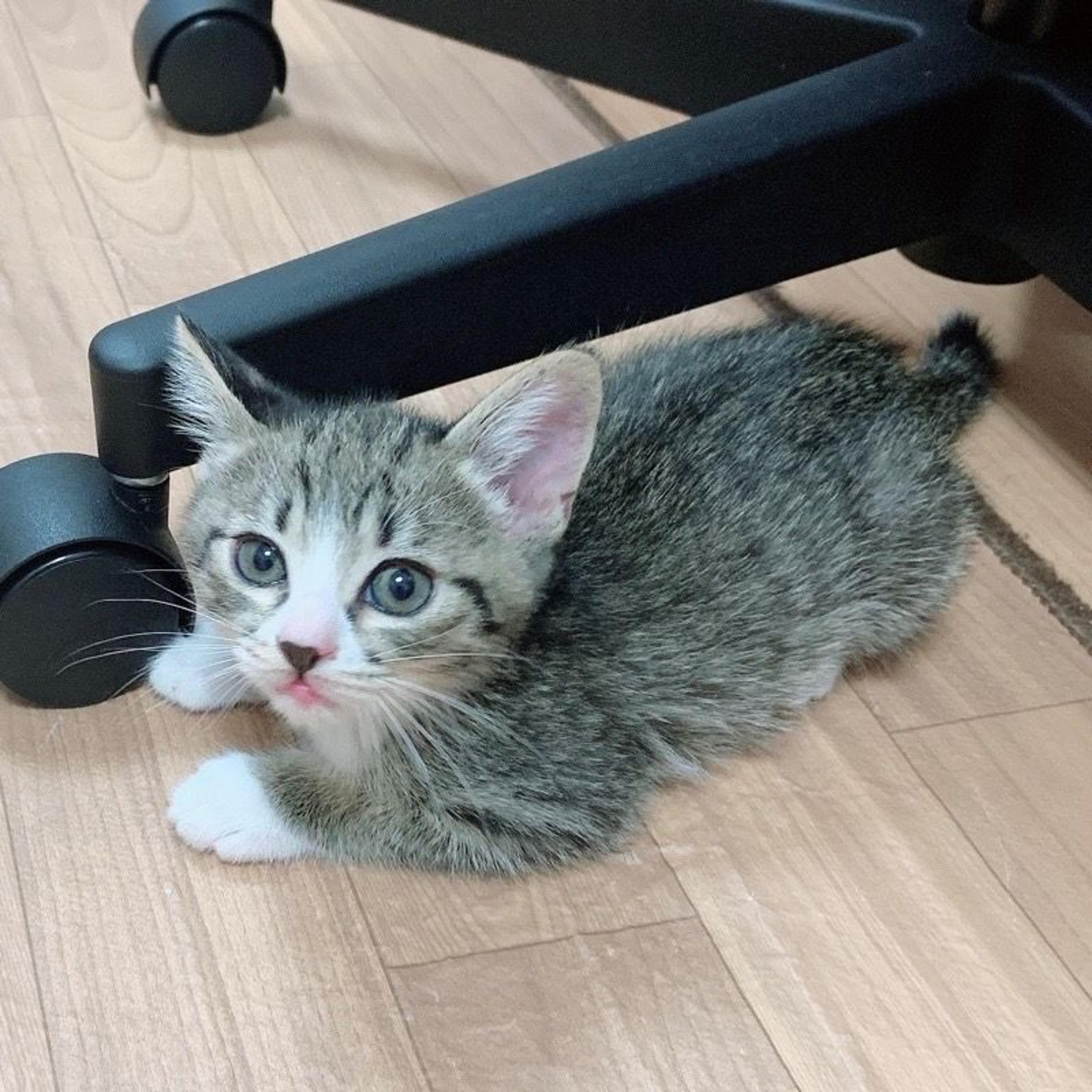pet-image-7
