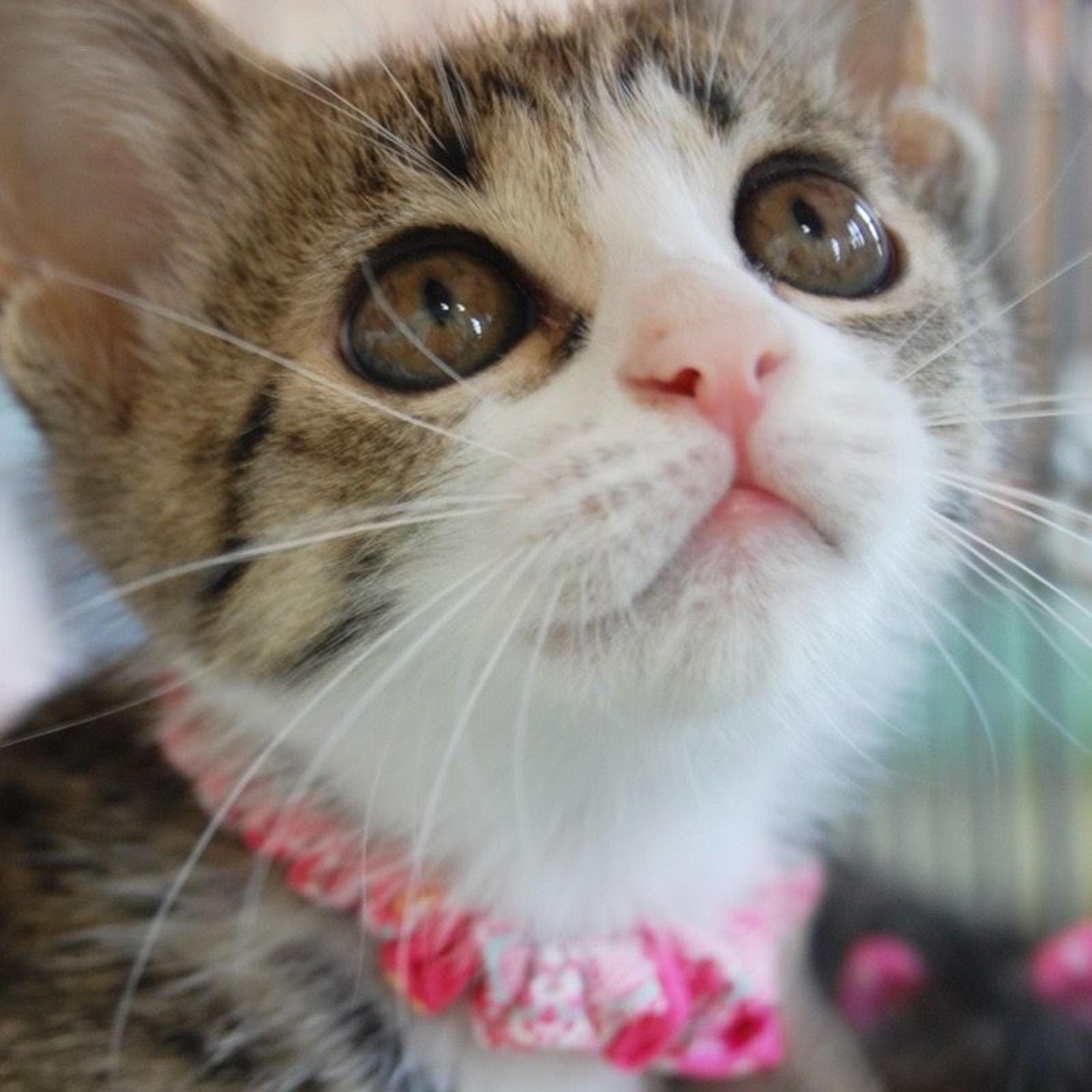 pet-image-2