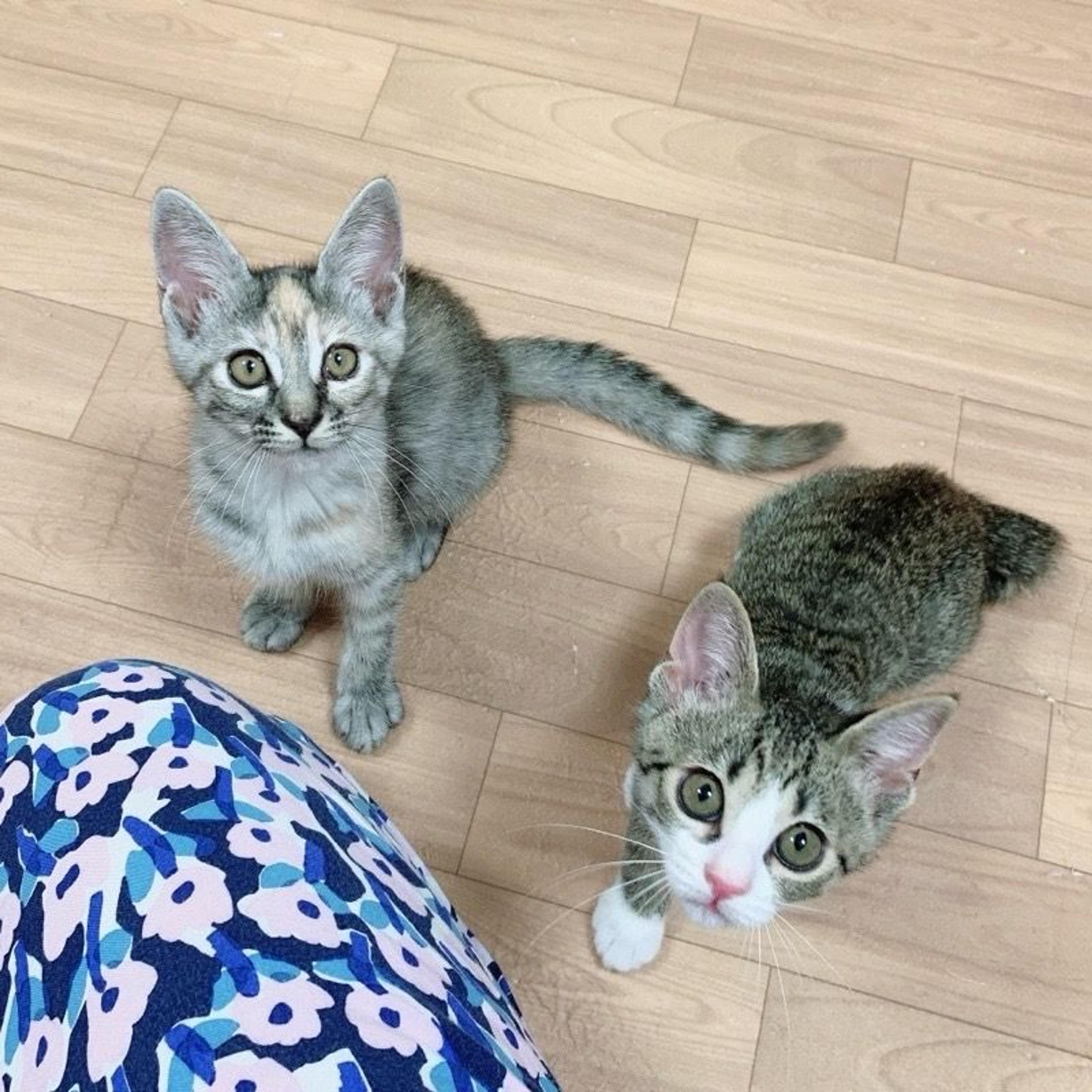 pet-image-8