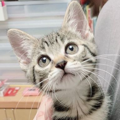 こまきちゃん★6/26(日)ミャオねこ譲渡会で会えますの写真