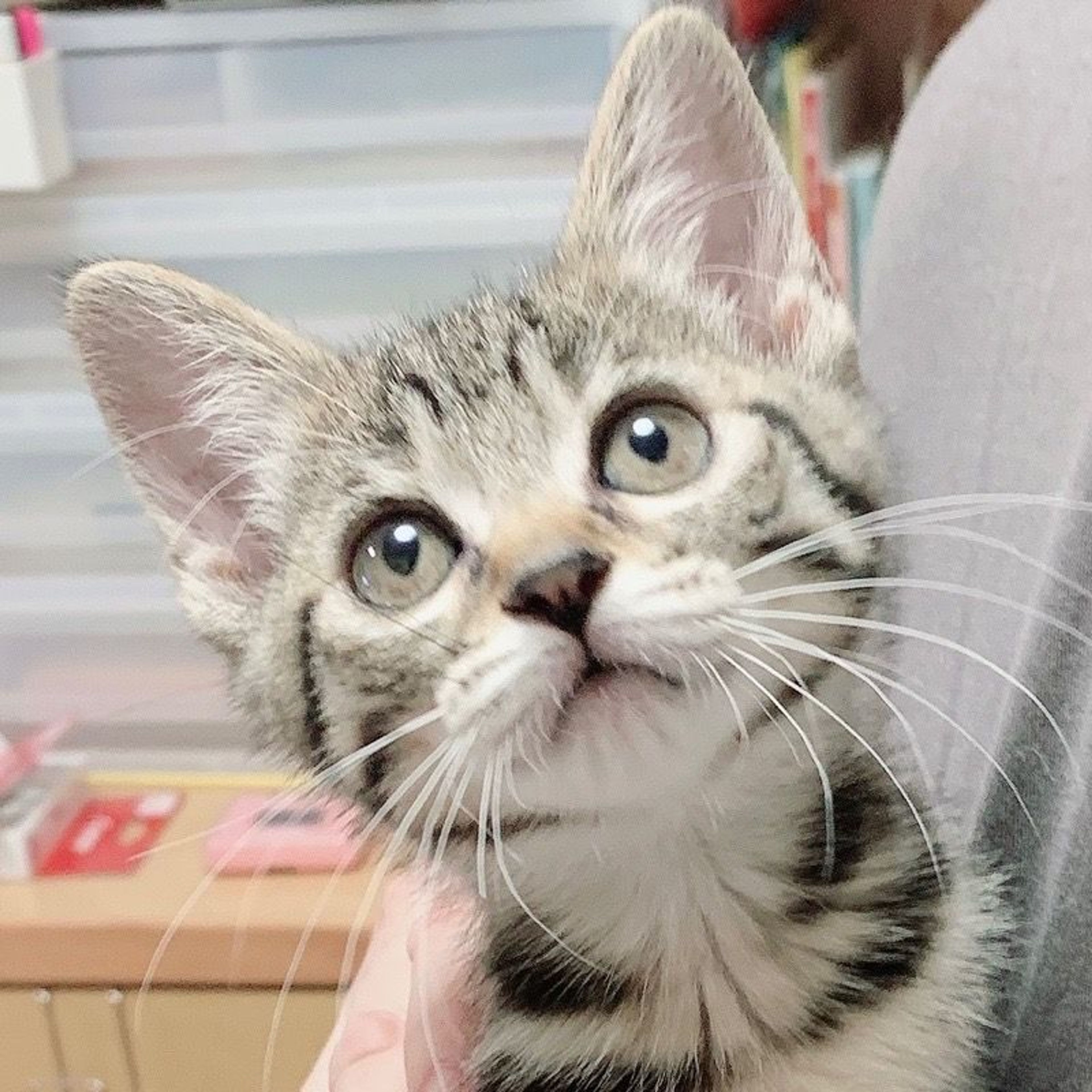 雑種（ミックス猫）・メスの里親募集の写真