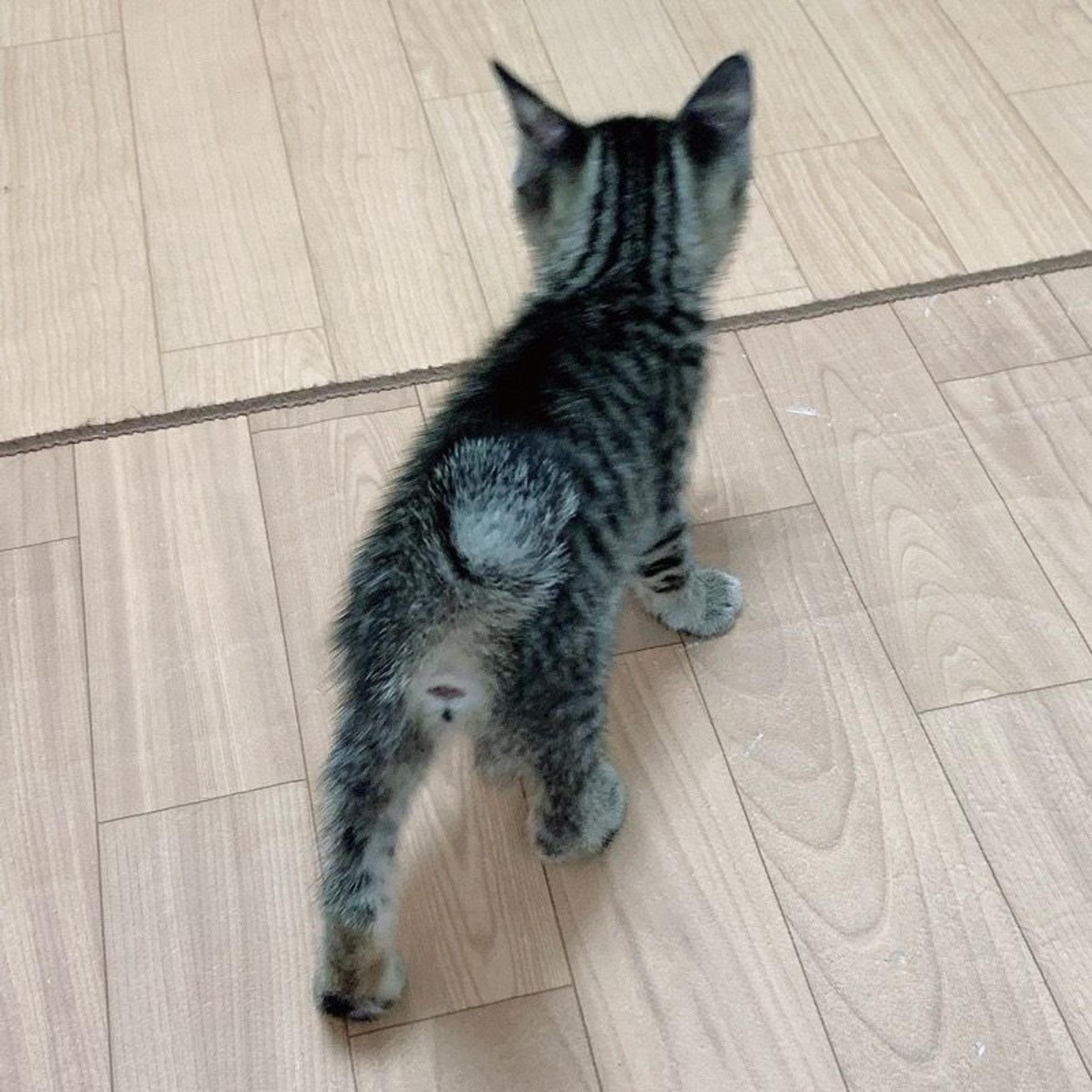 pet-image-6