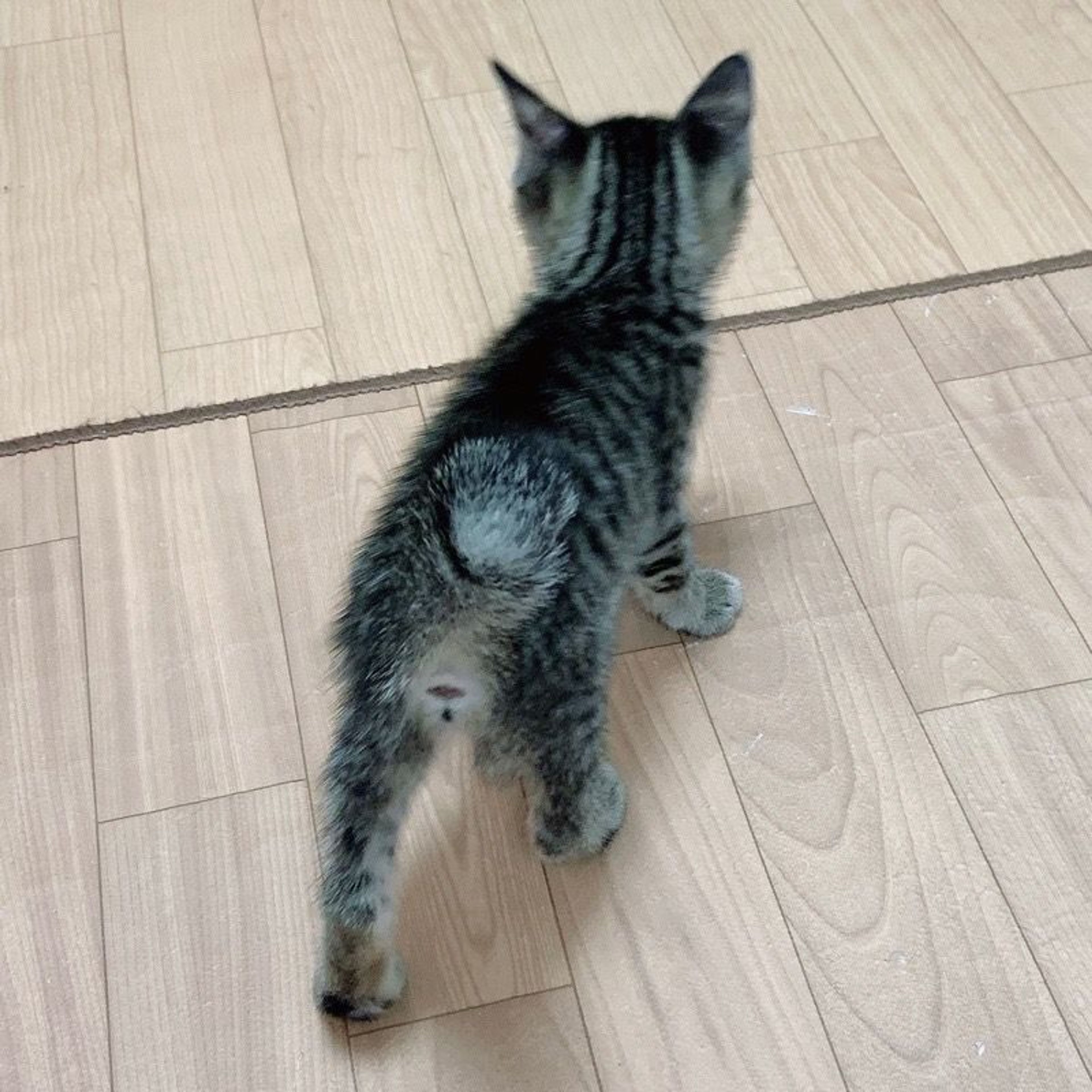 pet-image-6