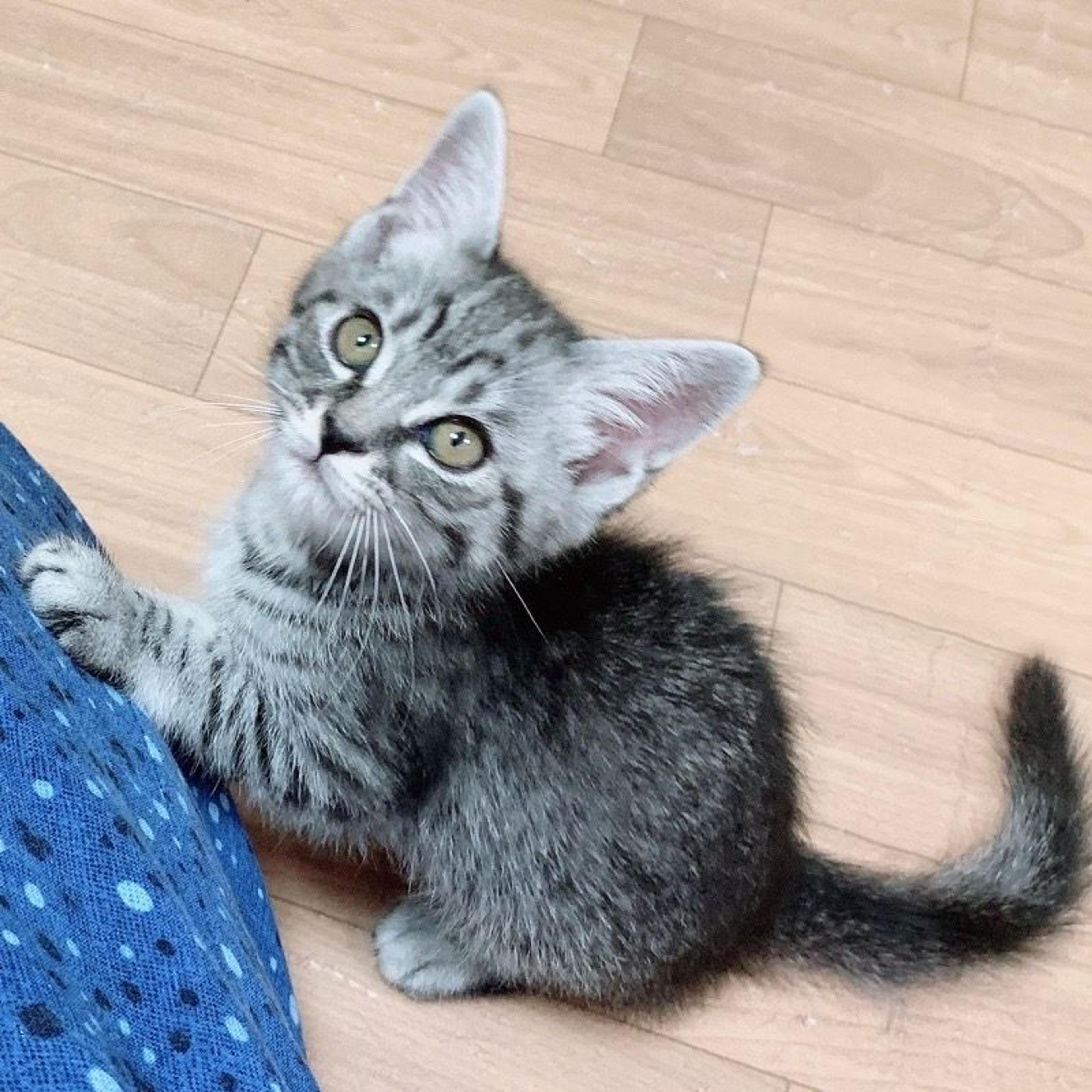 pet-image-3