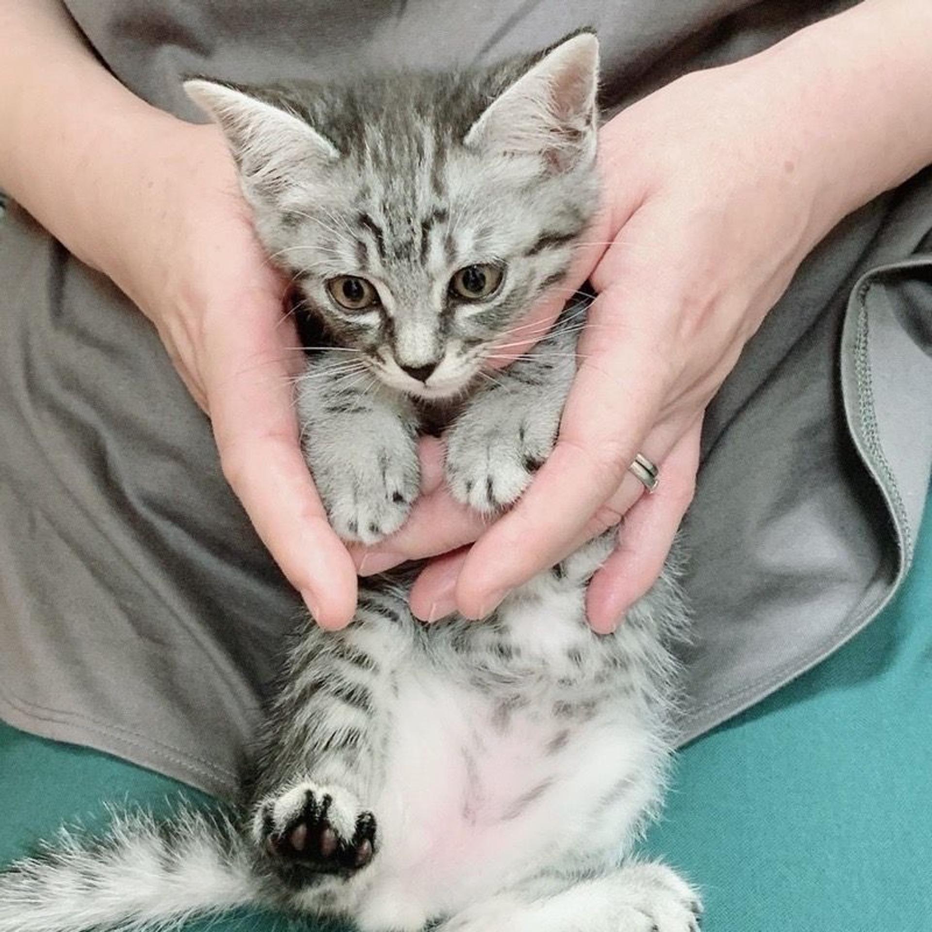 pet-image-6