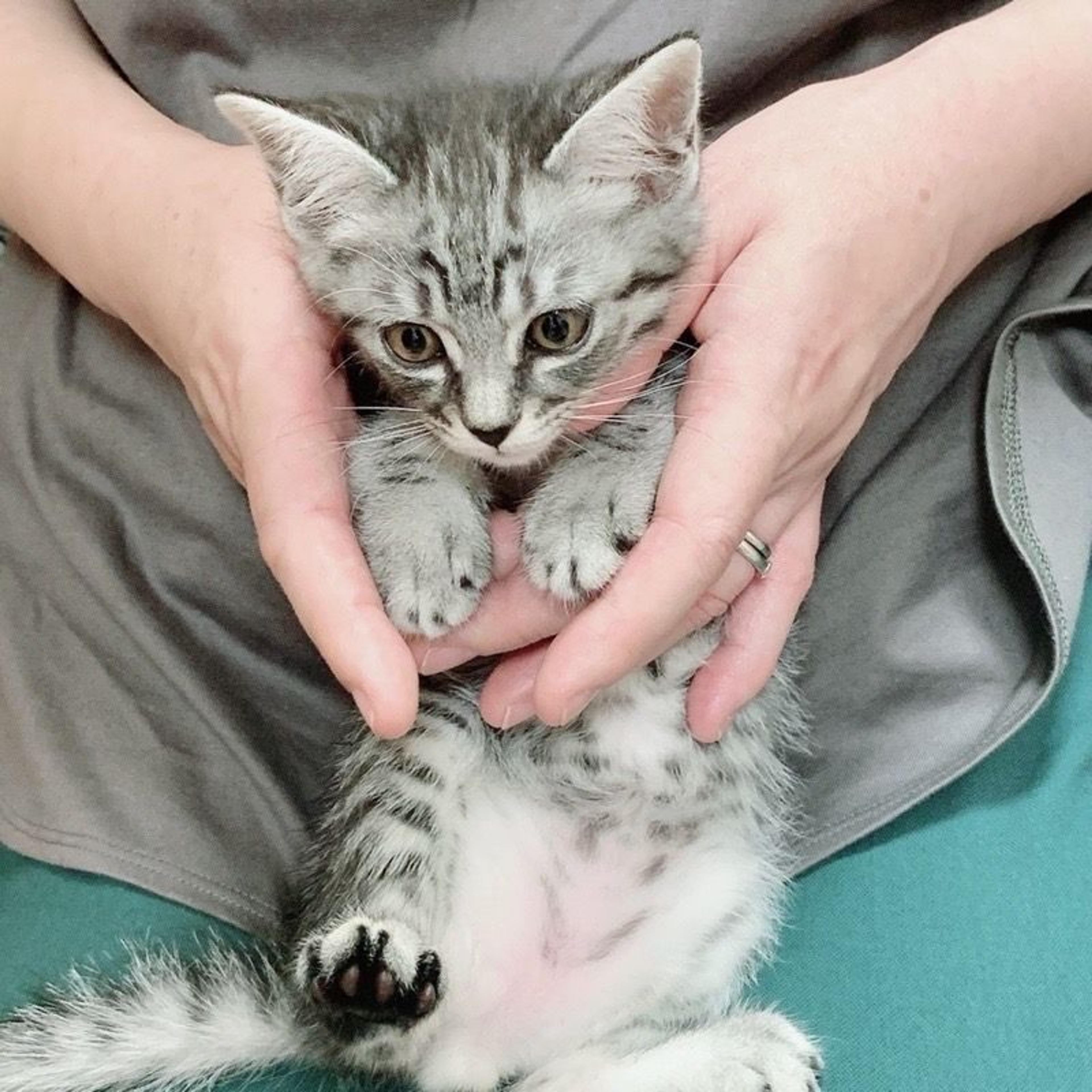 pet-image-6