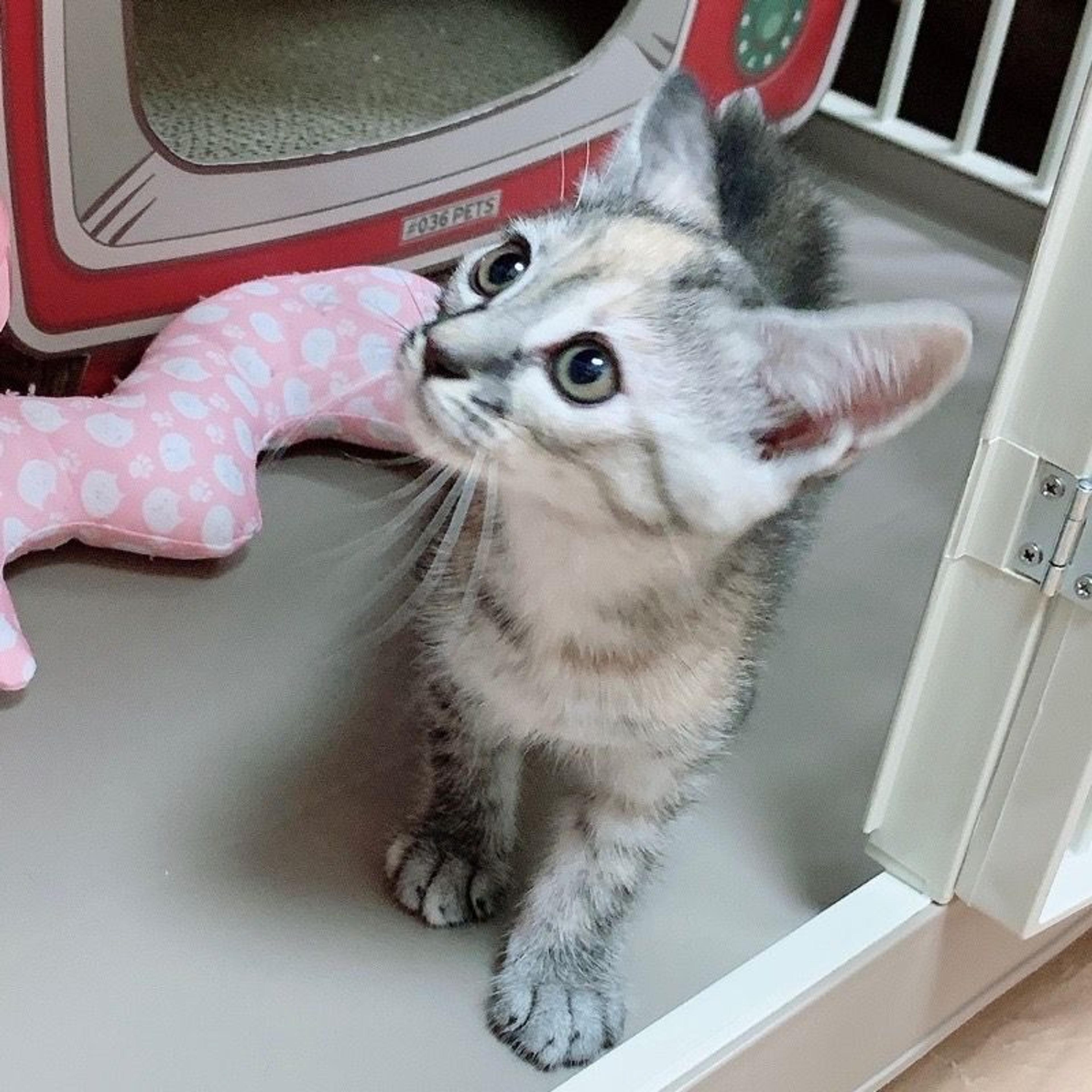 pet-image-2