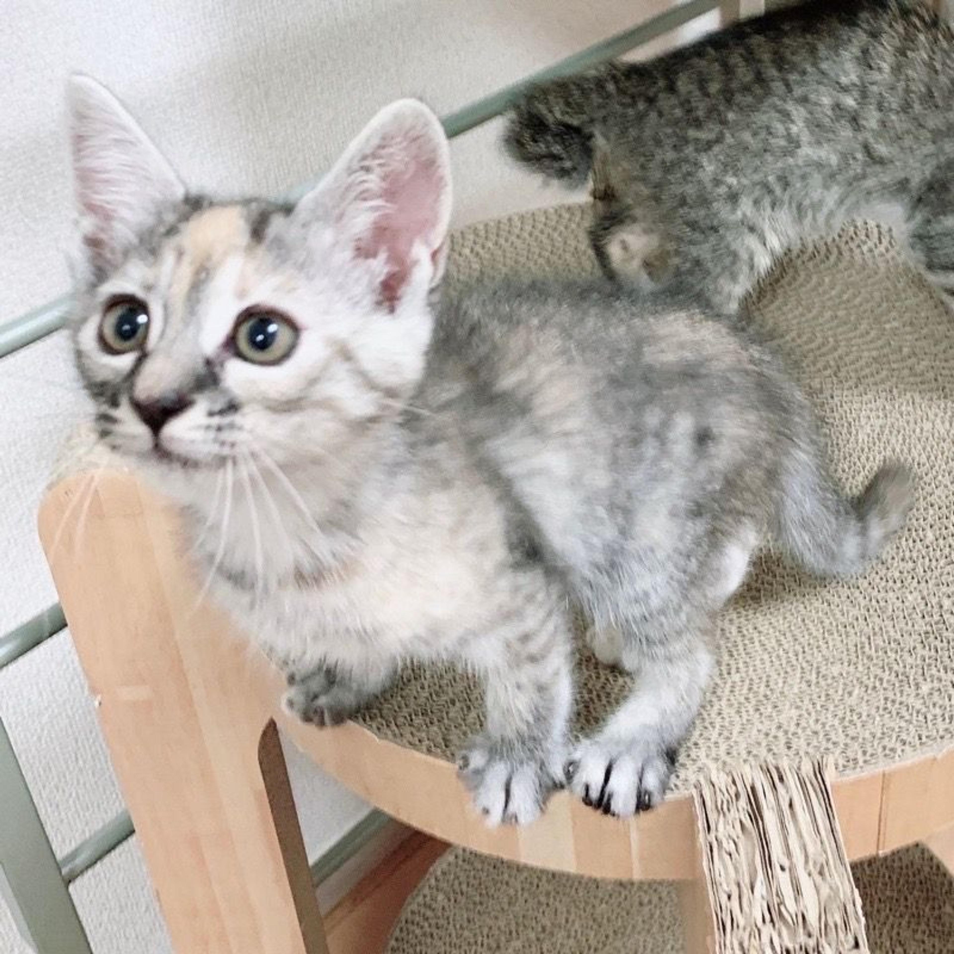pet-image-4