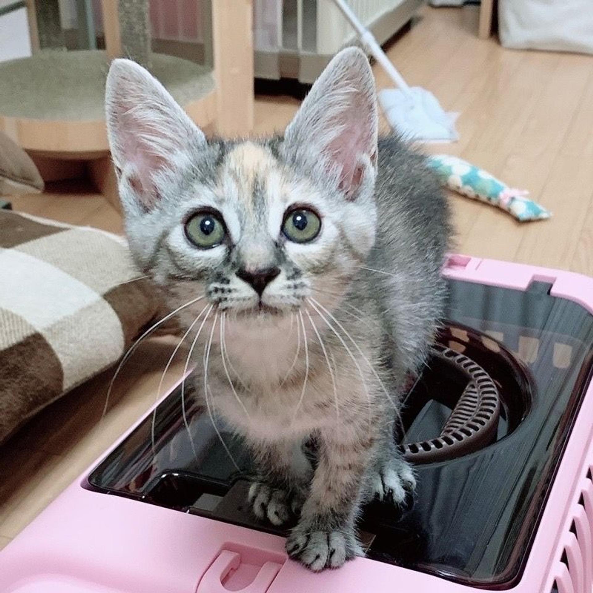 pet-image-6