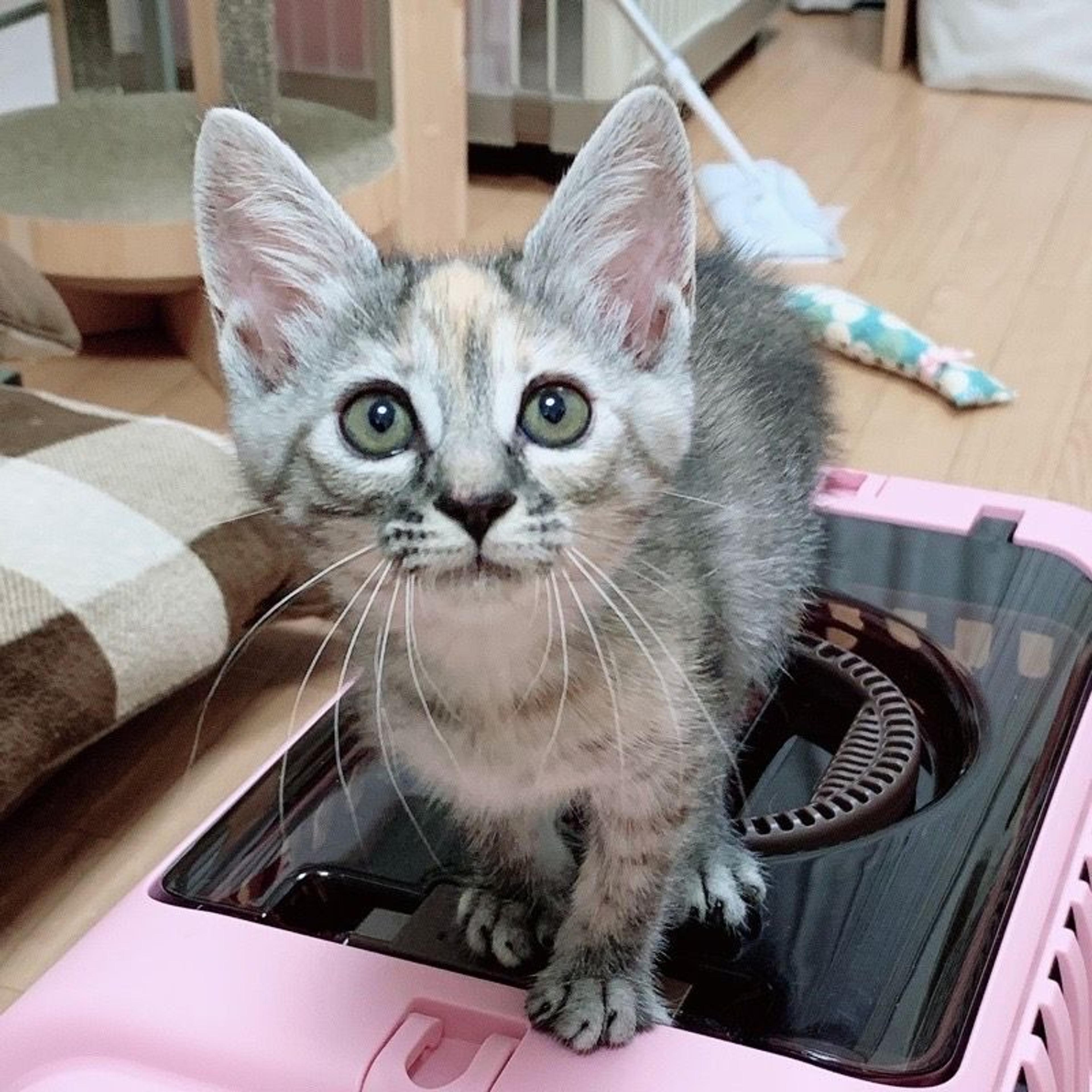 pet-image-6