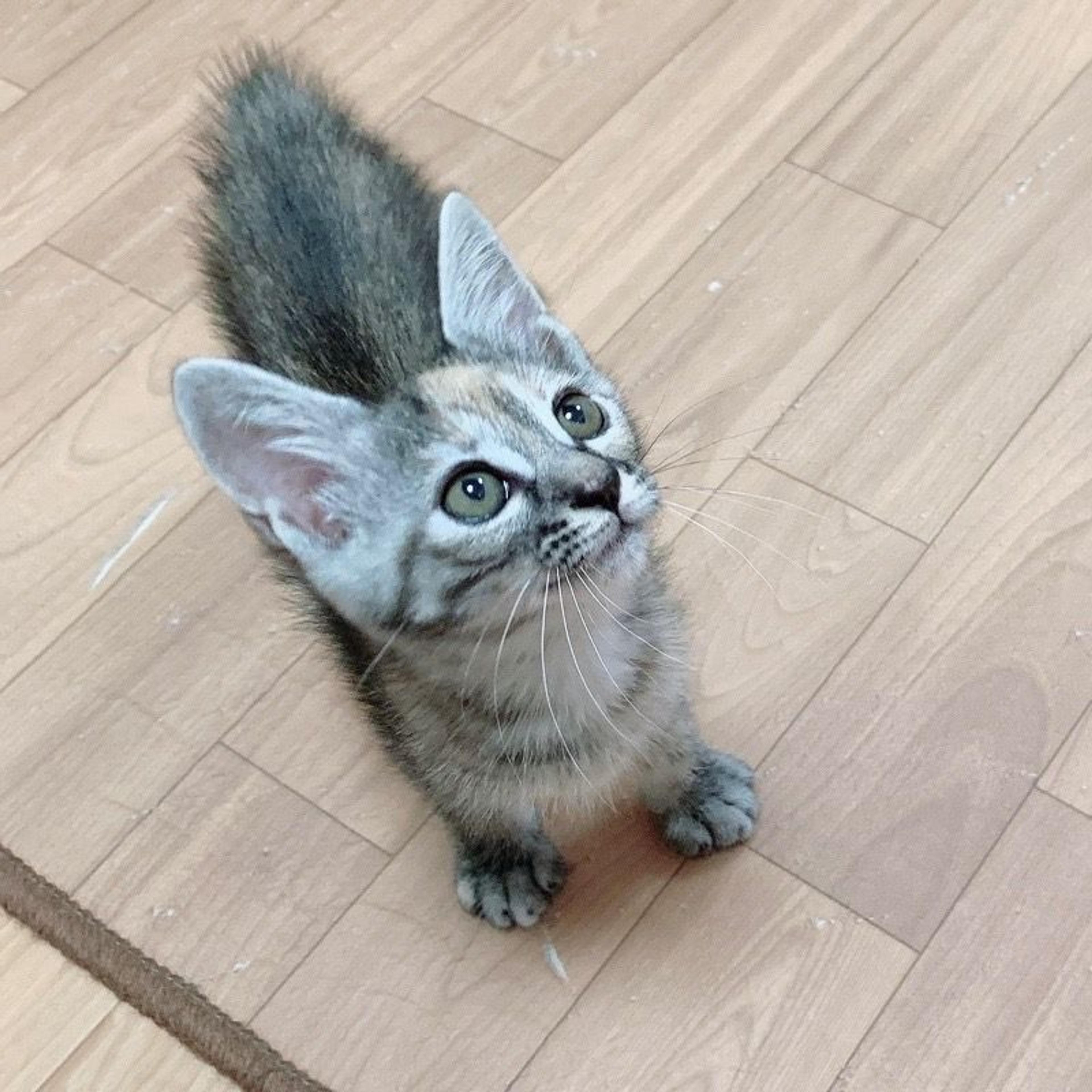 pet-image-8