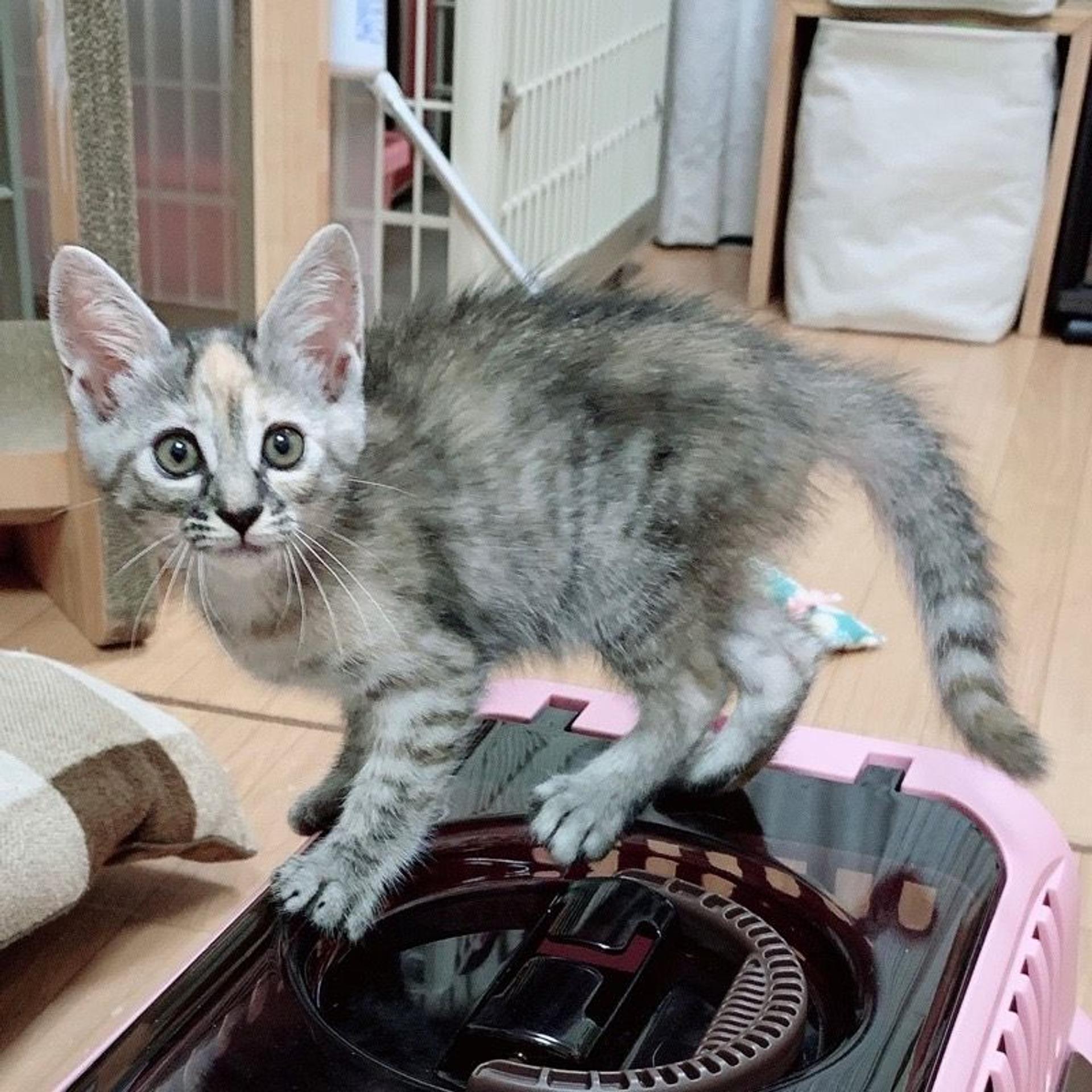 pet-image-9
