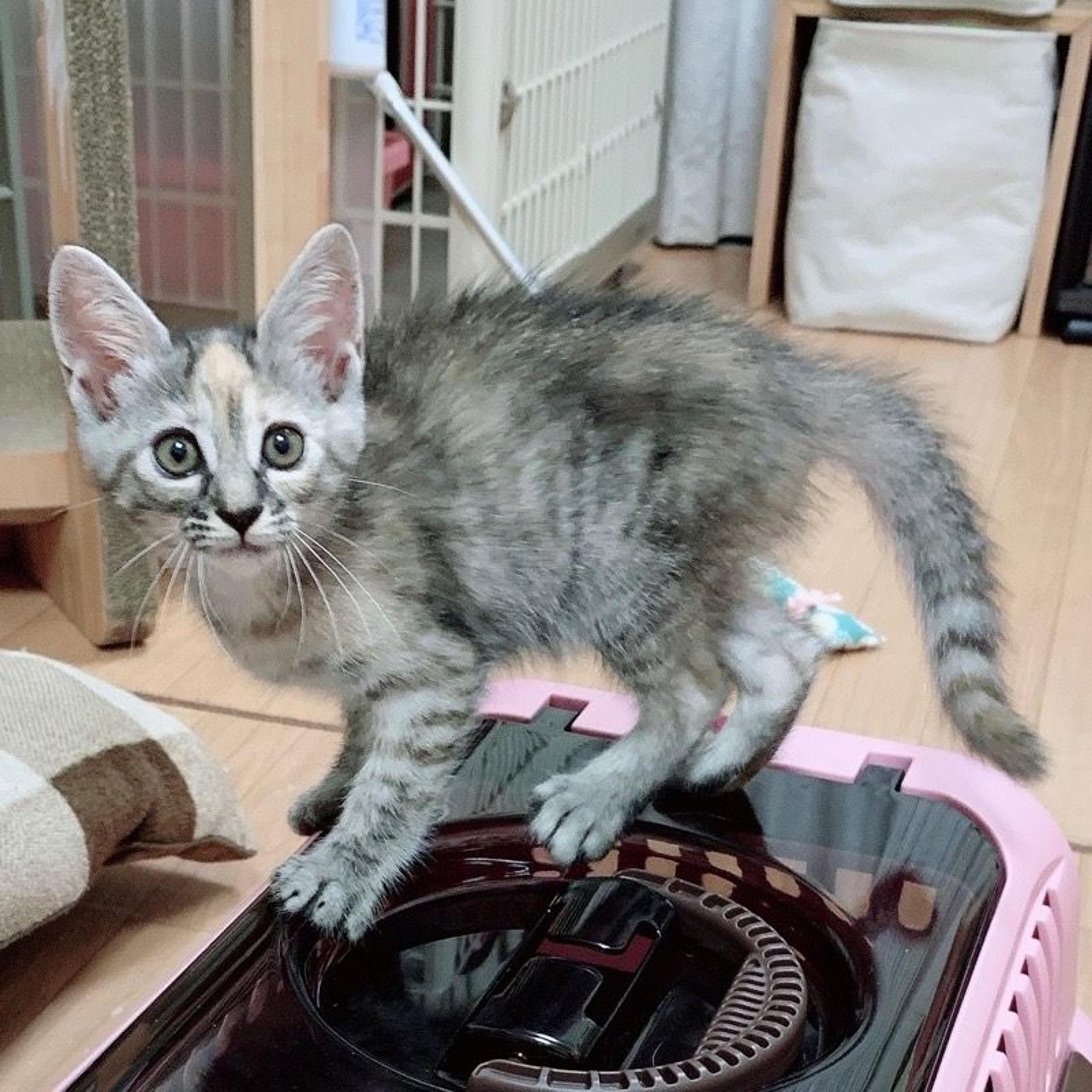 pet-image-9