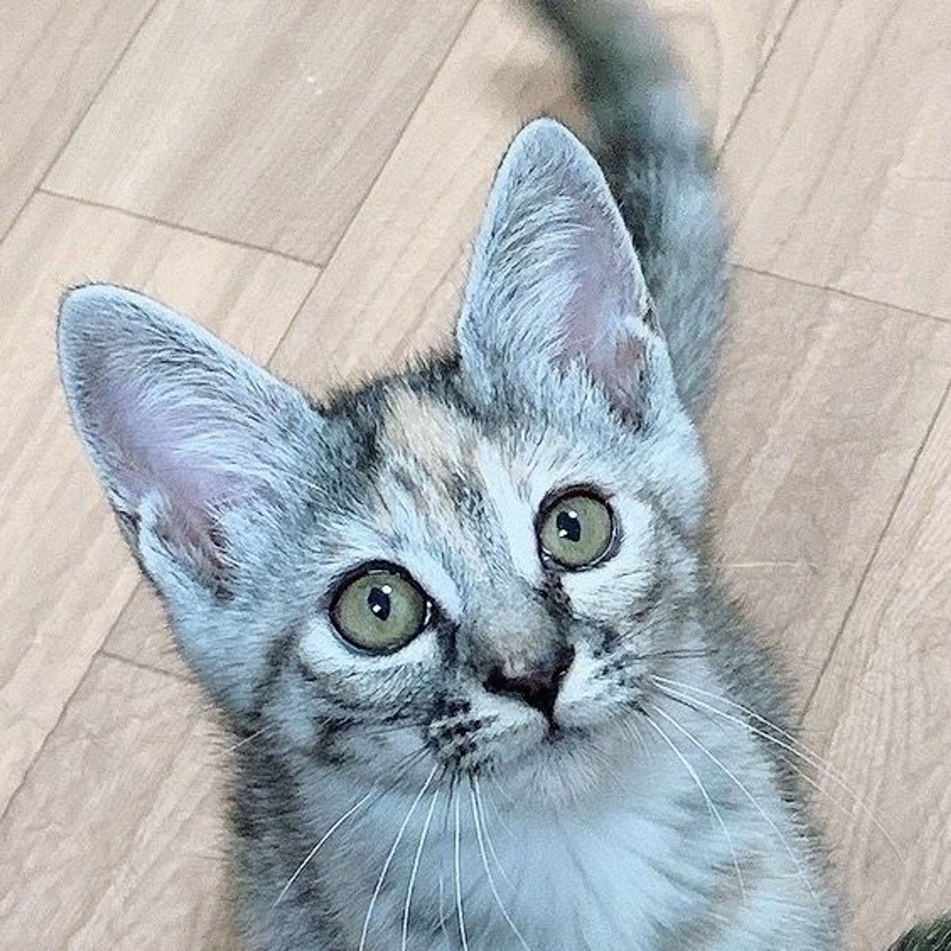 雑種（ミックス猫）・オスの里親募集の写真