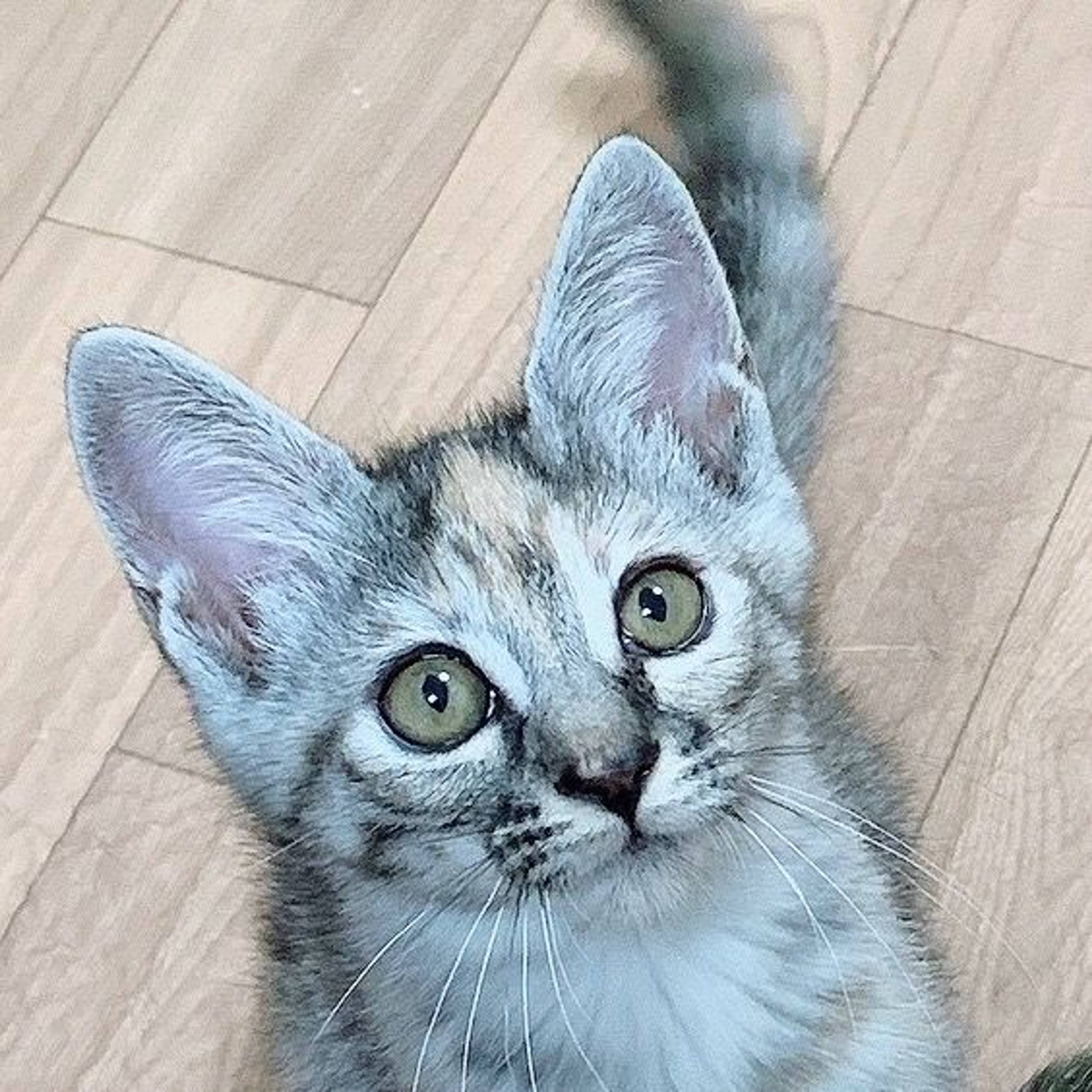 雑種（ミックス猫）・オスの里親募集の写真