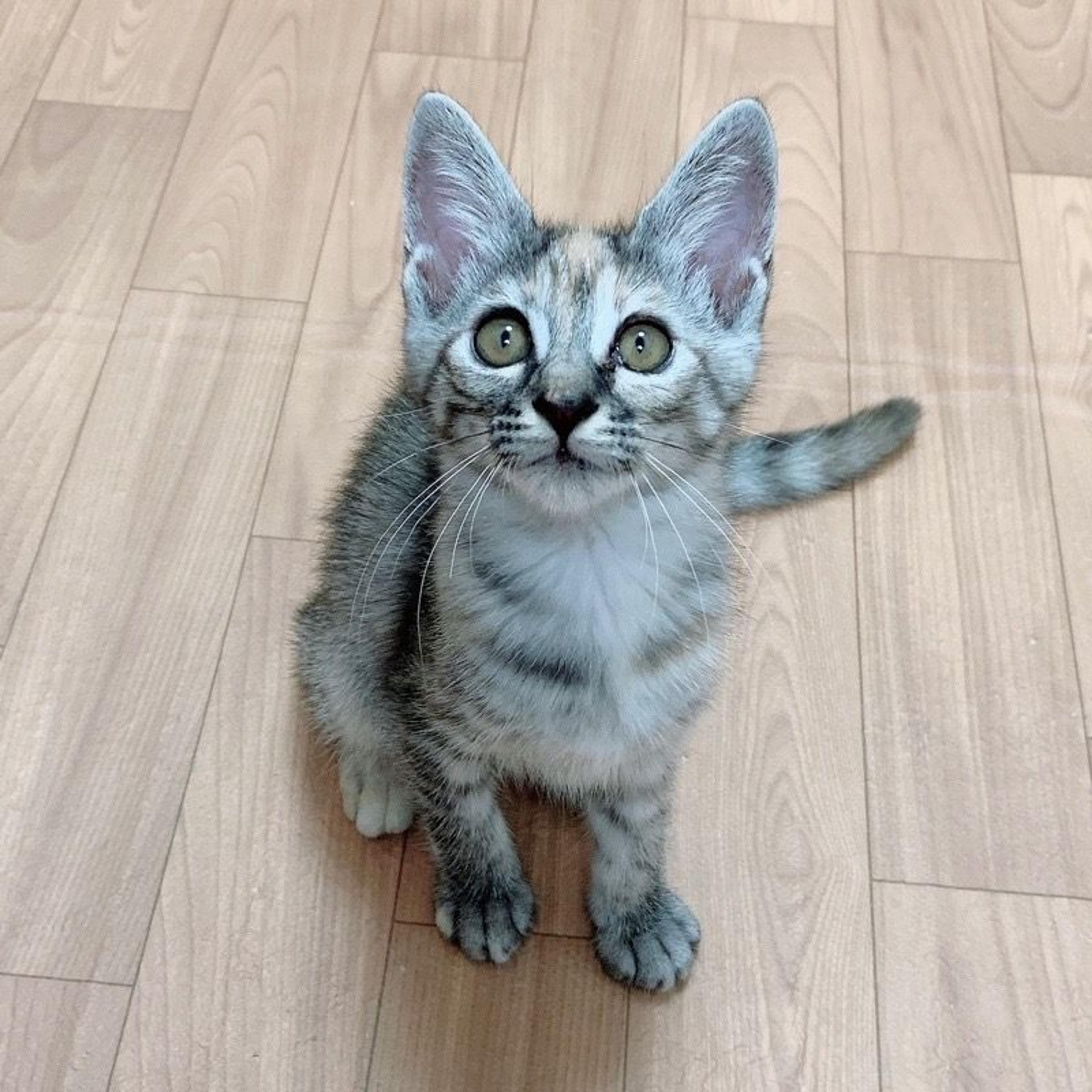 pet-image-7