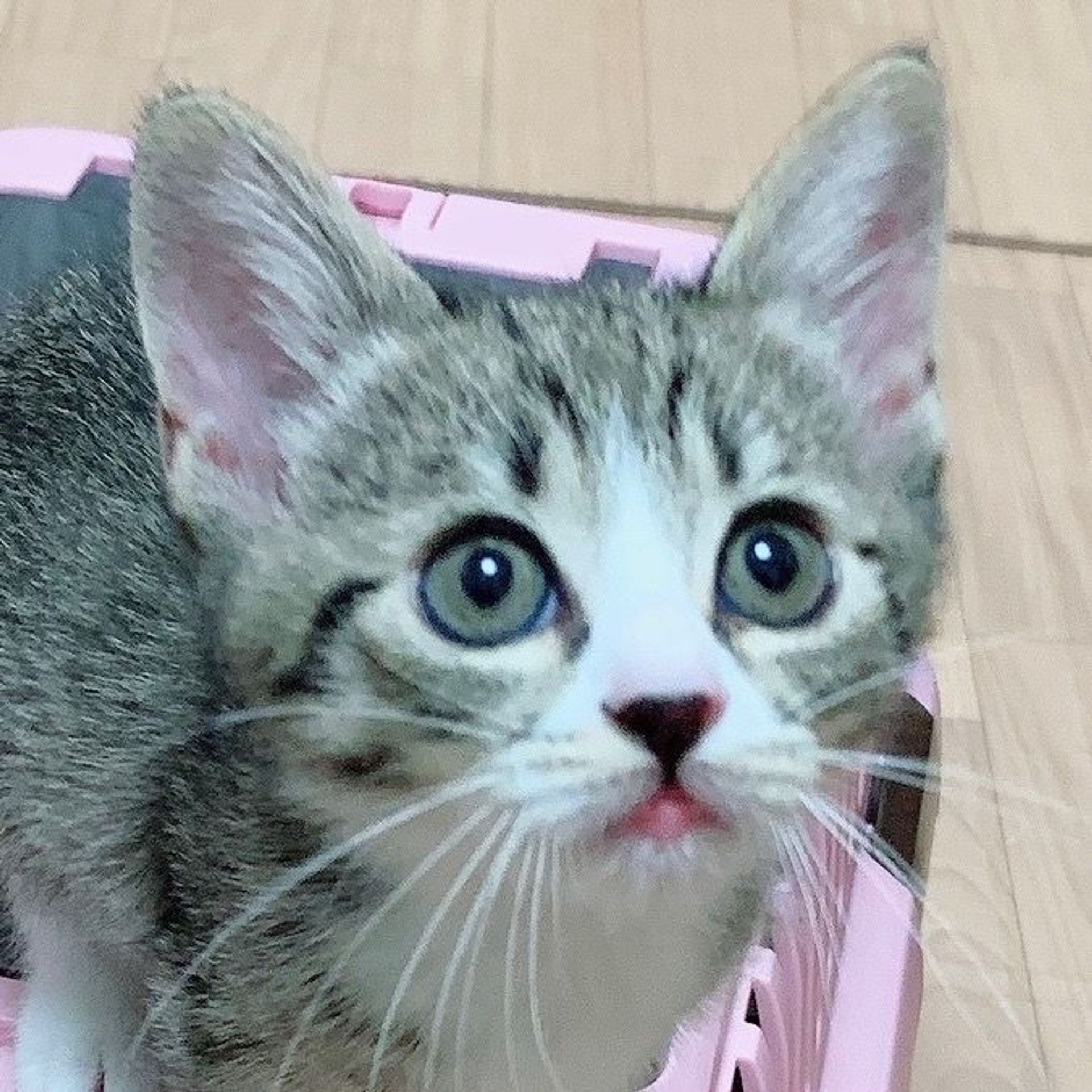 雑種（ミックス猫）・オスの里親募集の写真